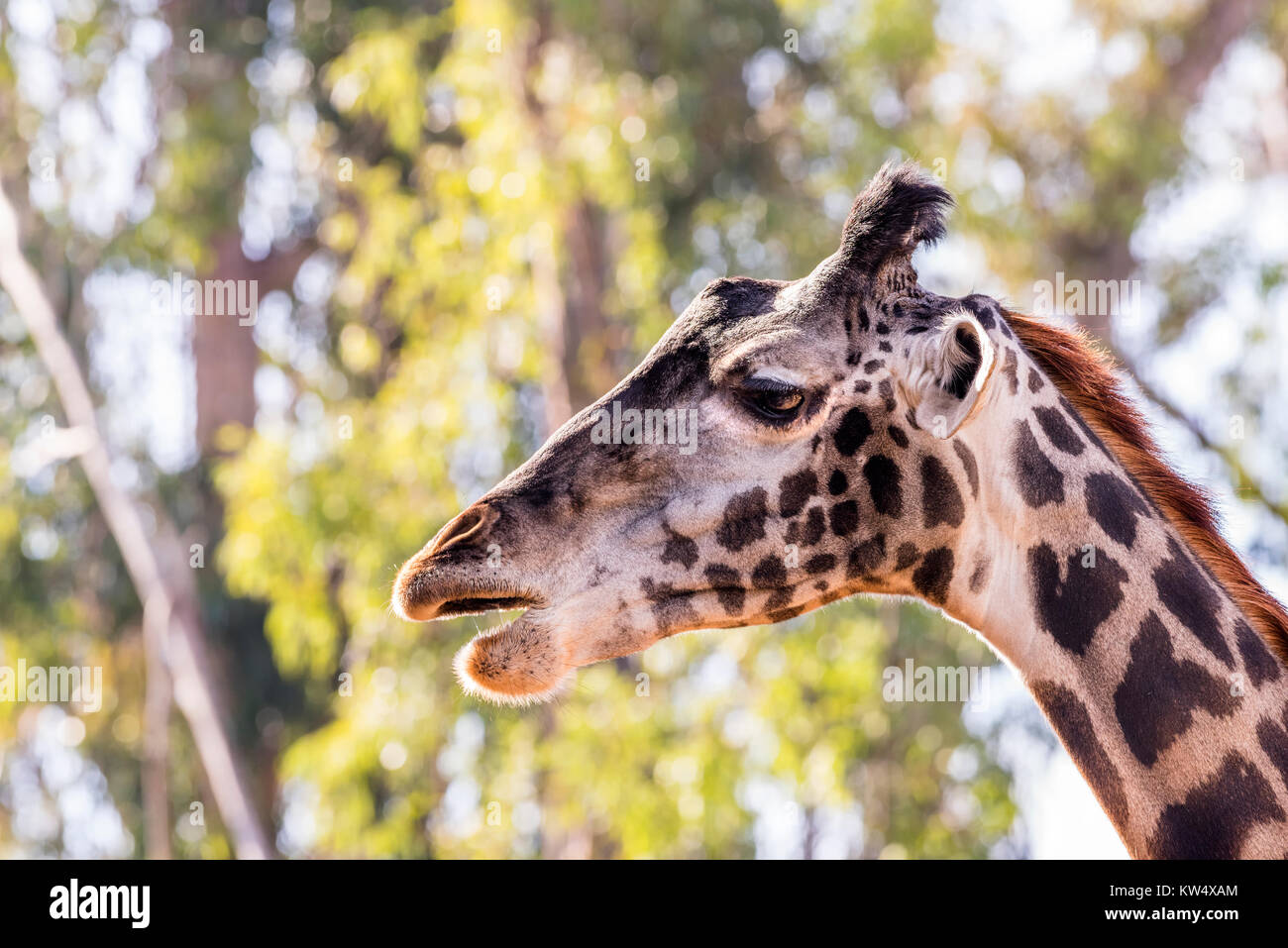 Une girafe camouflée, sauvages errant dans de grands arbres montre sa belle et grande, les yeux bruns. Banque D'Images