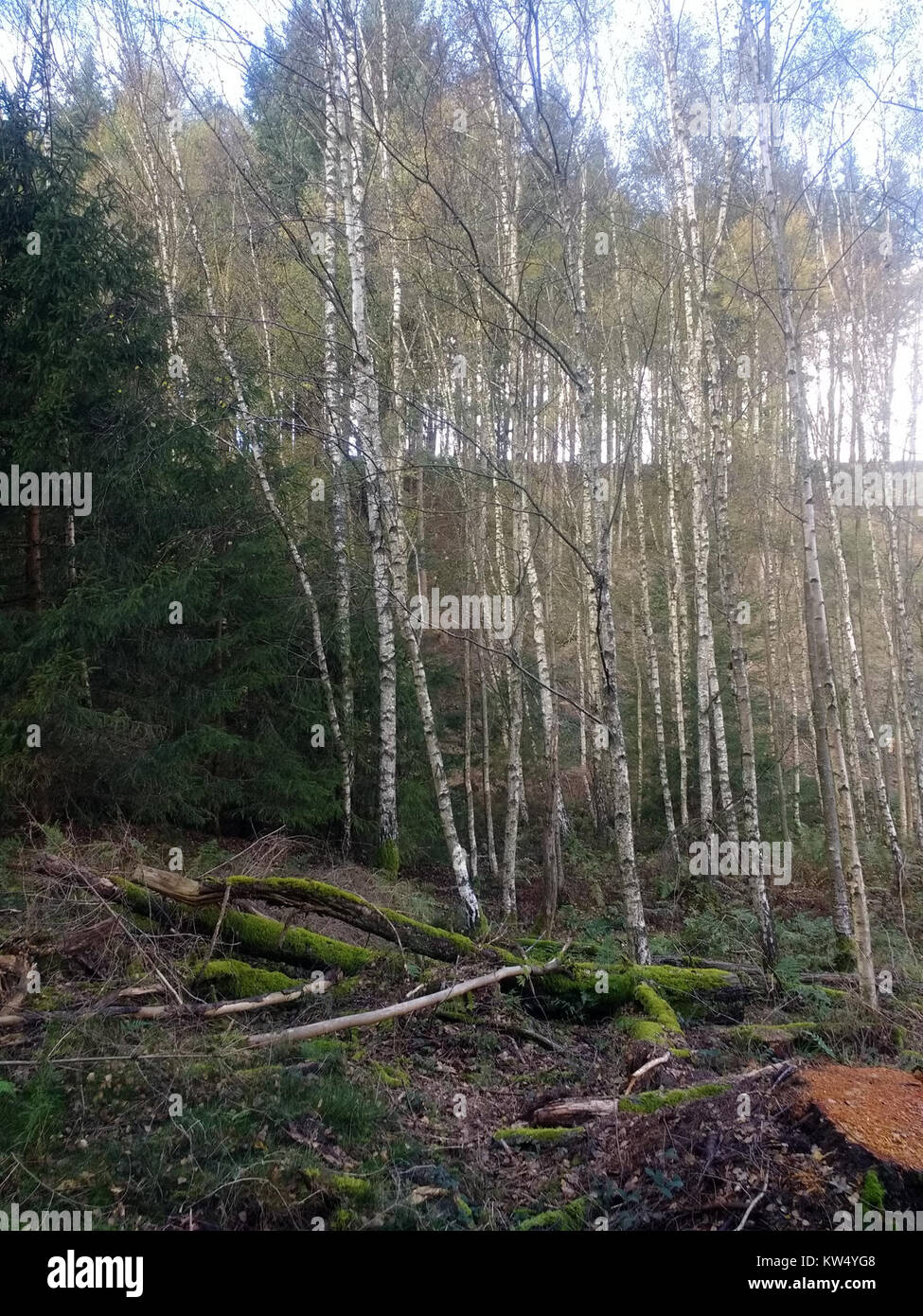 Bois de bouleaux dans les Ardennes Banque D'Images