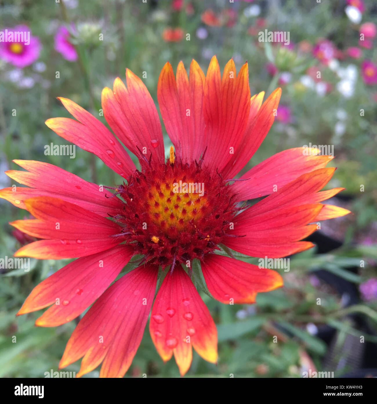 Gaillardia aristata IMG 6058 Blanketflower Banque D'Images