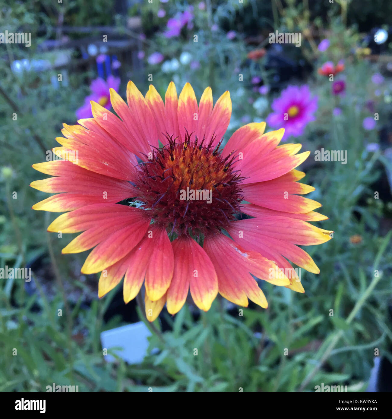 Blanketflower Gaillardia aristata IMG 6097 Banque D'Images