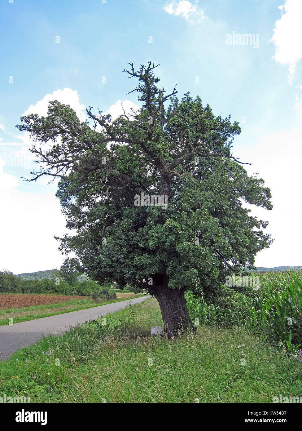 Birne BEI Urspringen, un lieu historique connu pour son lien avec les événements locaux ou son importance dans la région d'Urspringen. Banque D'Images Birne BEI Urspringen, un lieu historique connu pour son lien avec les événements locaux ou son importance dans la région d'Urspringen. Banque D'Images