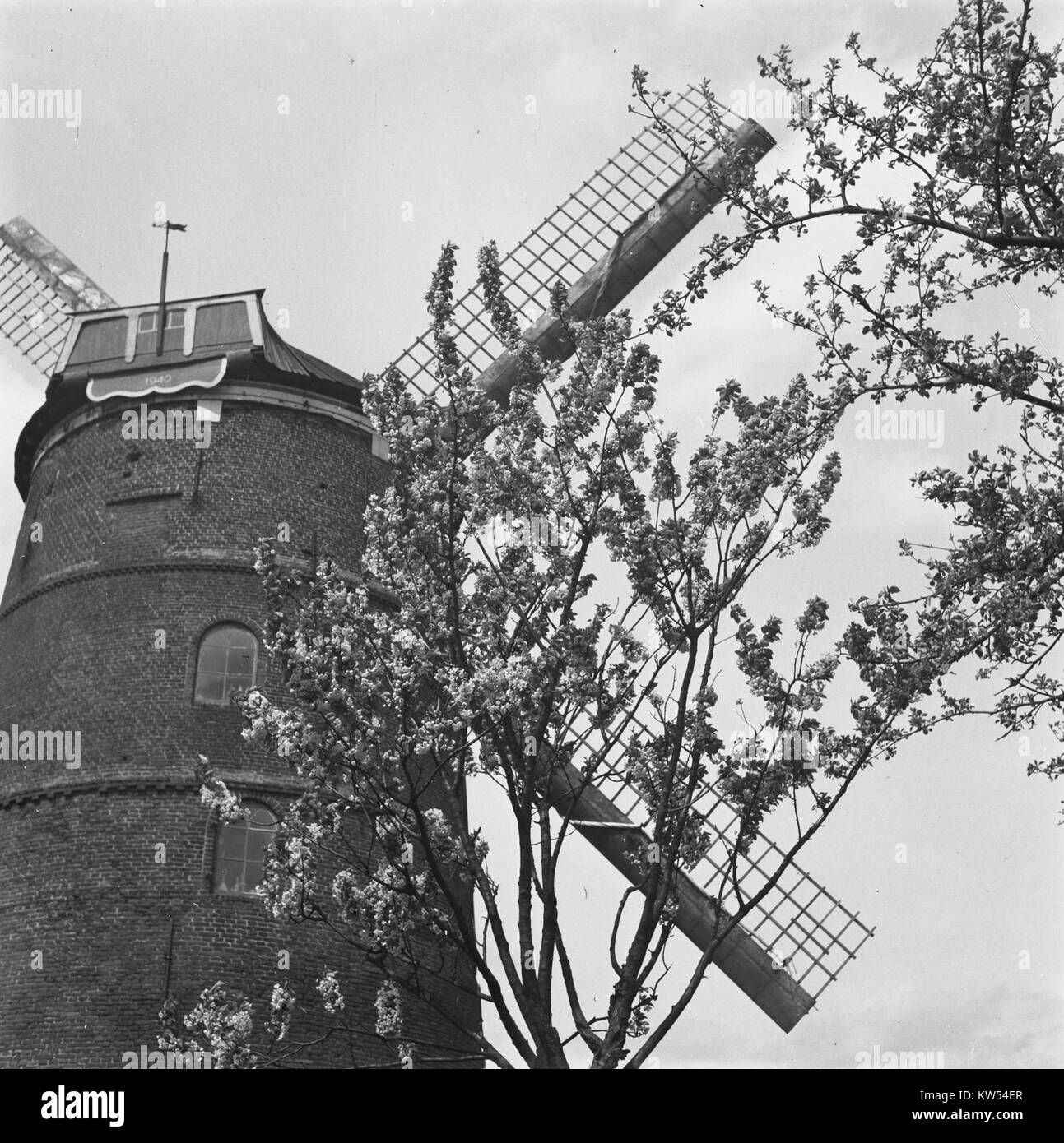 Cette image de la région de Betuwe aux pays-Bas capture la floraison vibrante des arbres fruitiers au printemps. Connue pour son agriculture, Betuwe est célèbre pour ses vergers et ses champs de fleurs. Banque D'Images