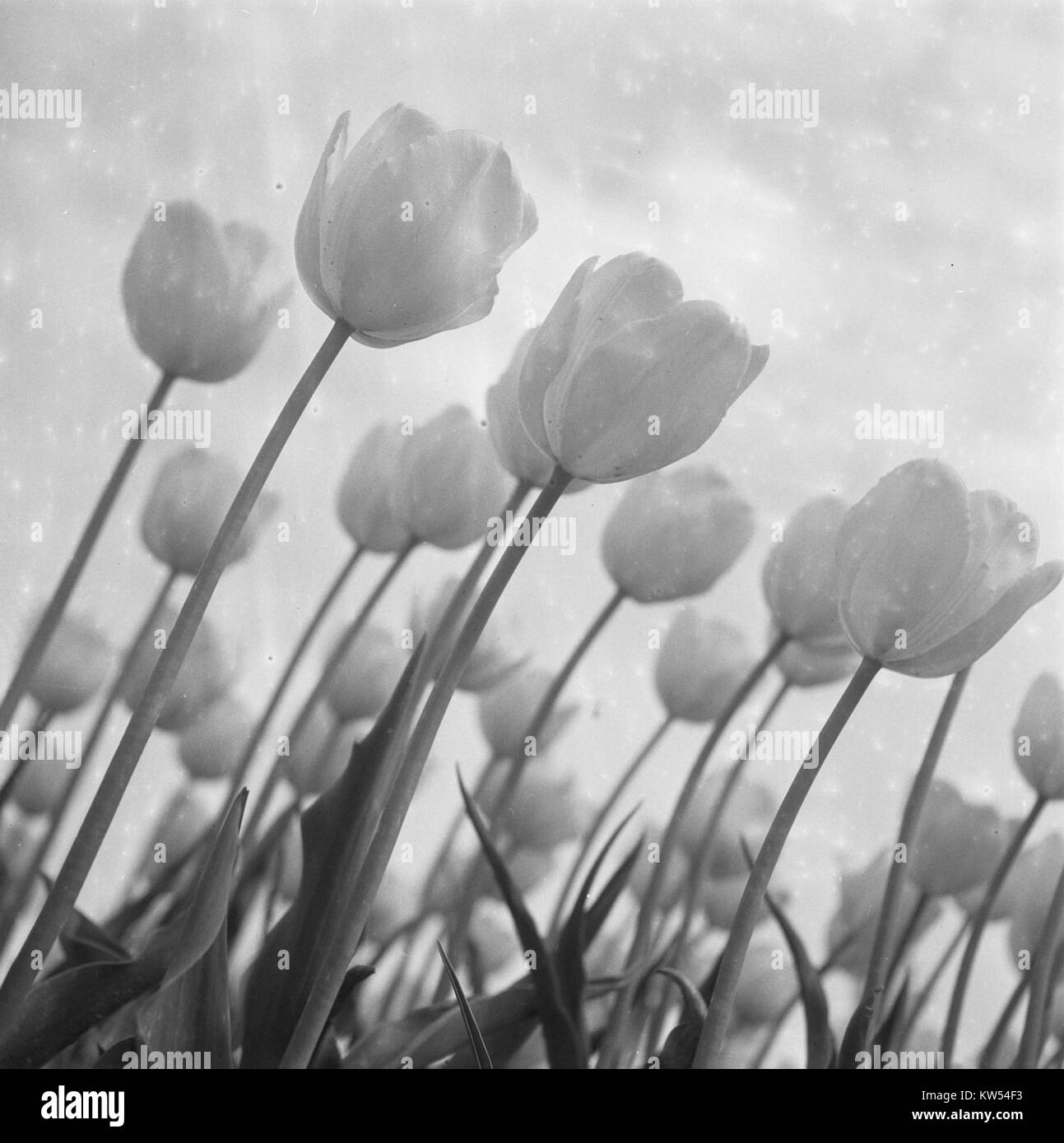 Cette image montre les champs de tulipes de Bollenvelden, montrant des rangées vibrantes de tulipes en fleurs. Ces champs sont situés aux pays-Bas et sont un symbole du patrimoine agricole et de la beauté du pays. Banque D'Images