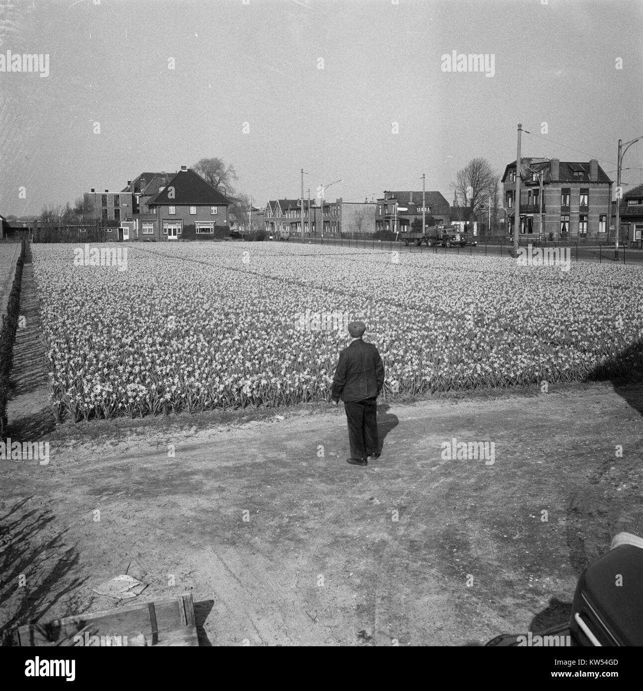 Cette image représente les magnifiques champs de fleurs de Hillegom, une ville des pays-Bas. La région est célèbre pour ses tulipes et autres fleurs printanières, qui fleurissent chaque année, attirant des visiteurs du monde entier. Banque D'Images