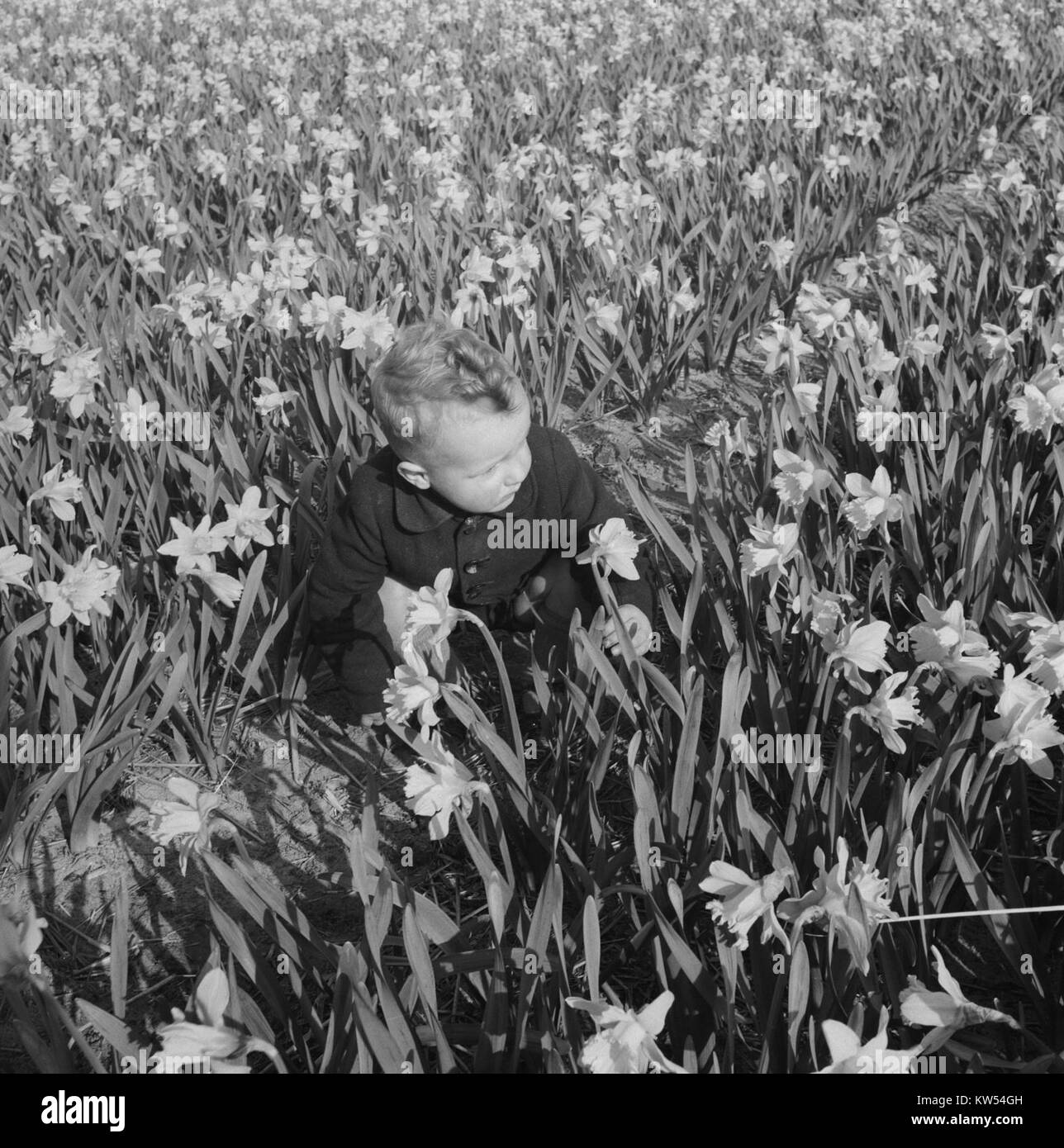 Cette image représente les champs de fleurs en fleurs de Hillegom, une ville des pays-Bas connue pour sa culture de fleurs. Hillegom est une zone importante pour la production de tulipes et autres bulbes. Banque D'Images