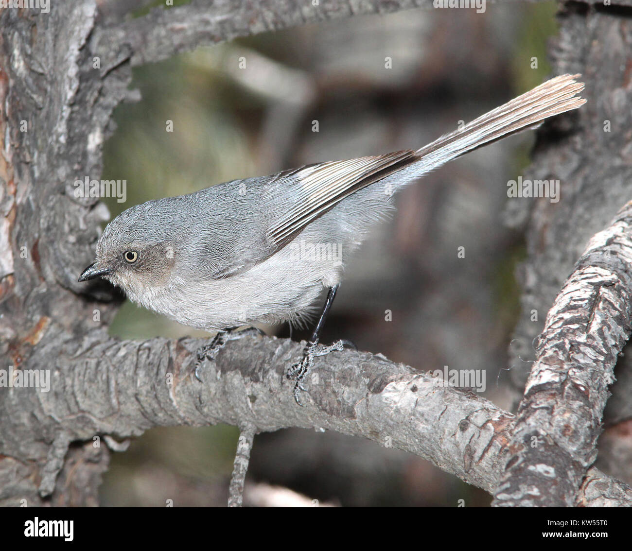 Le Bushtit à oreilles noires est un petit oiseau social trouvé dans les montagnes de Patagonie du comté de Santa Cruz, en Arizona. Il est connu pour son plumage saisissant et son comportement actif du troupeau. Banque D'Images