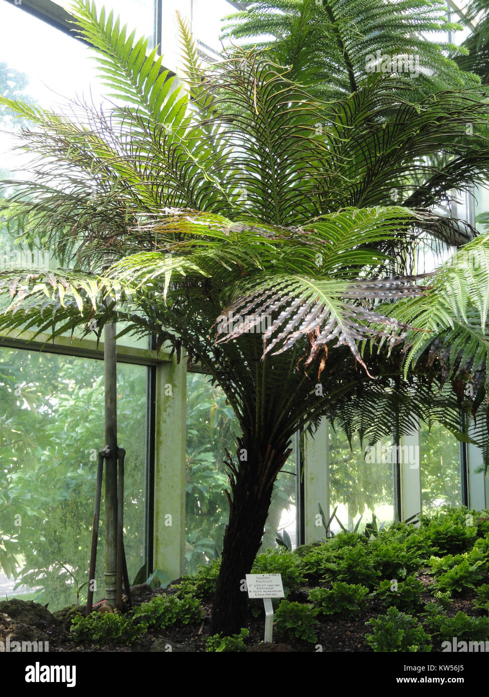 Blechnum gibbum est une espèce de fougère, souvent observée dans les jardins botaniques comme Palmengarten à Francfort. Il est connu pour son aspect unique et sa résilience dans les environnements de jardin. Banque D'Images