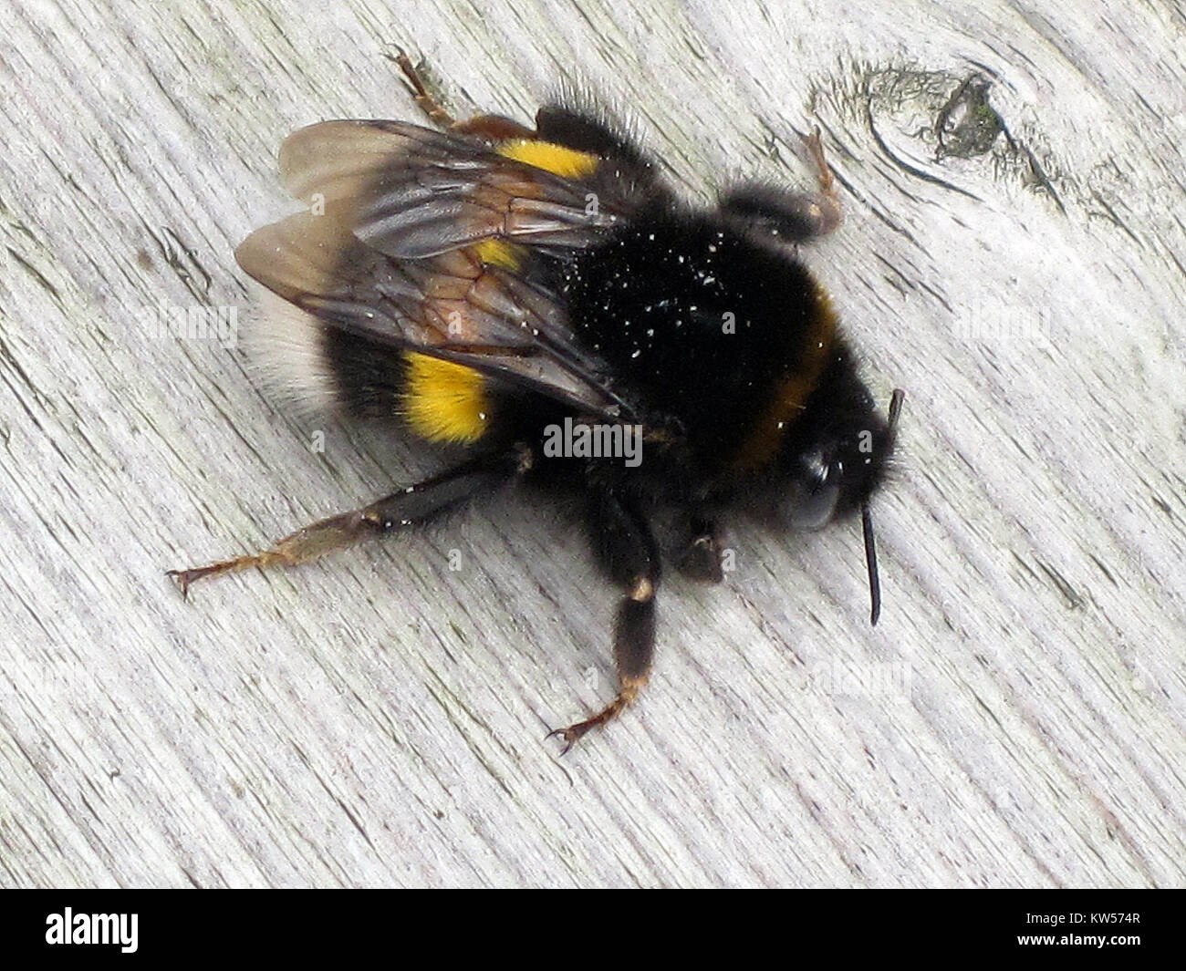 Cette image montre la reine de Bombus terrestris, communément connue sous le nom de bourdon à queue buff, trouvé à Arnhem, aux pays-Bas. L’espèce joue un rôle crucial dans la pollinisation et la biodiversité. Banque D'Images