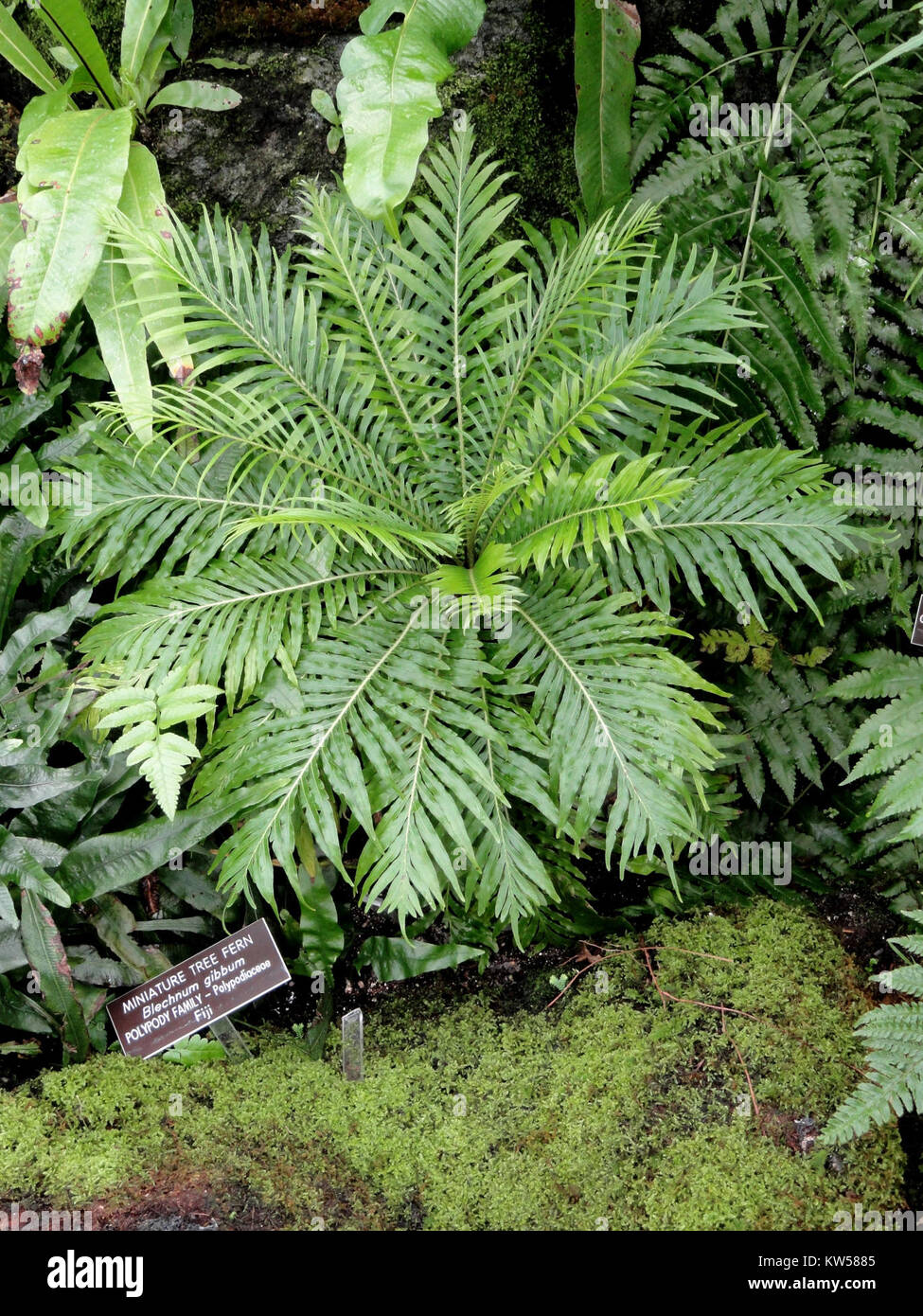*Blechnum gibbum*, communément appelé fougère naine, est une espèce de fougère originaire des îles du Pacifique. L'image présente cette espèce de la collection du jardin botanique des États-Unis. Banque D'Images