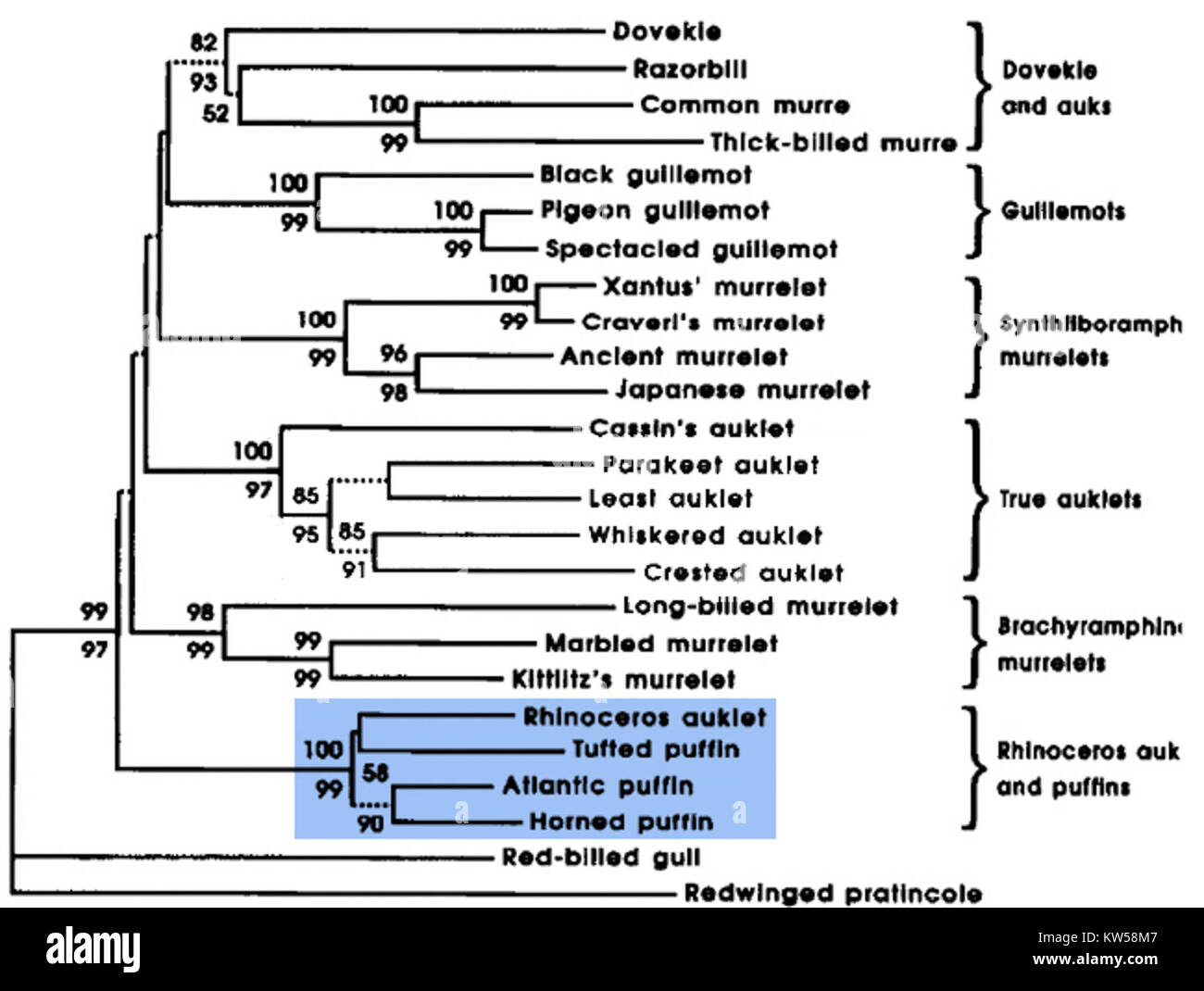 Le cladogramme du macareux est un diagramme ramifié qui montre les relations évolutives entre les différentes espèces de macareux. Il représente visuellement comment les différents macareux sont liés en fonction de leurs caractéristiques communes et de leurs traits génétiques. Banque D'Images