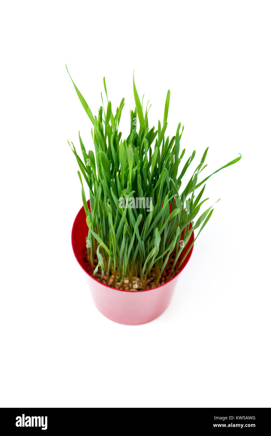 Noël vert jeune blé dans un pot de fleurs rouges sur fond blanc. Symbole de Noël. Banque D'Images