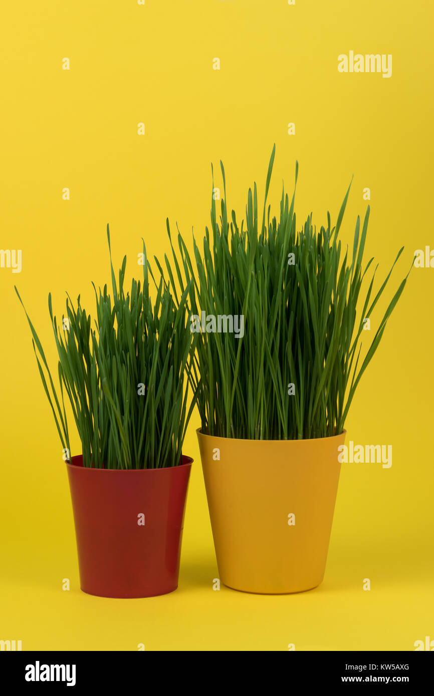 Les jeunes du blé vert dans un pot sur un fond jaune Banque D'Images