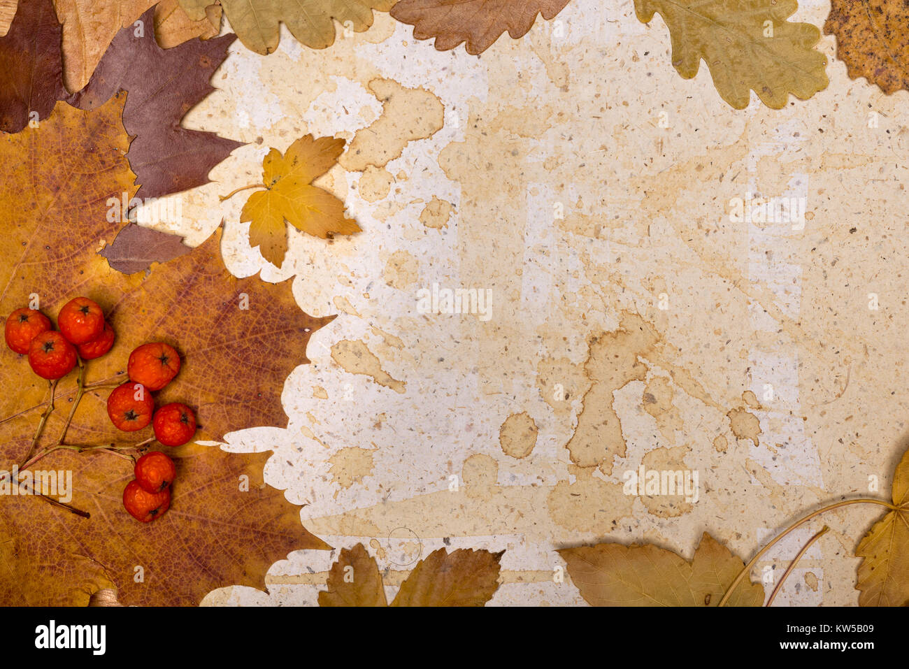 Les feuilles d'automne sur fond de papier texturé, de l'espace Banque D'Images