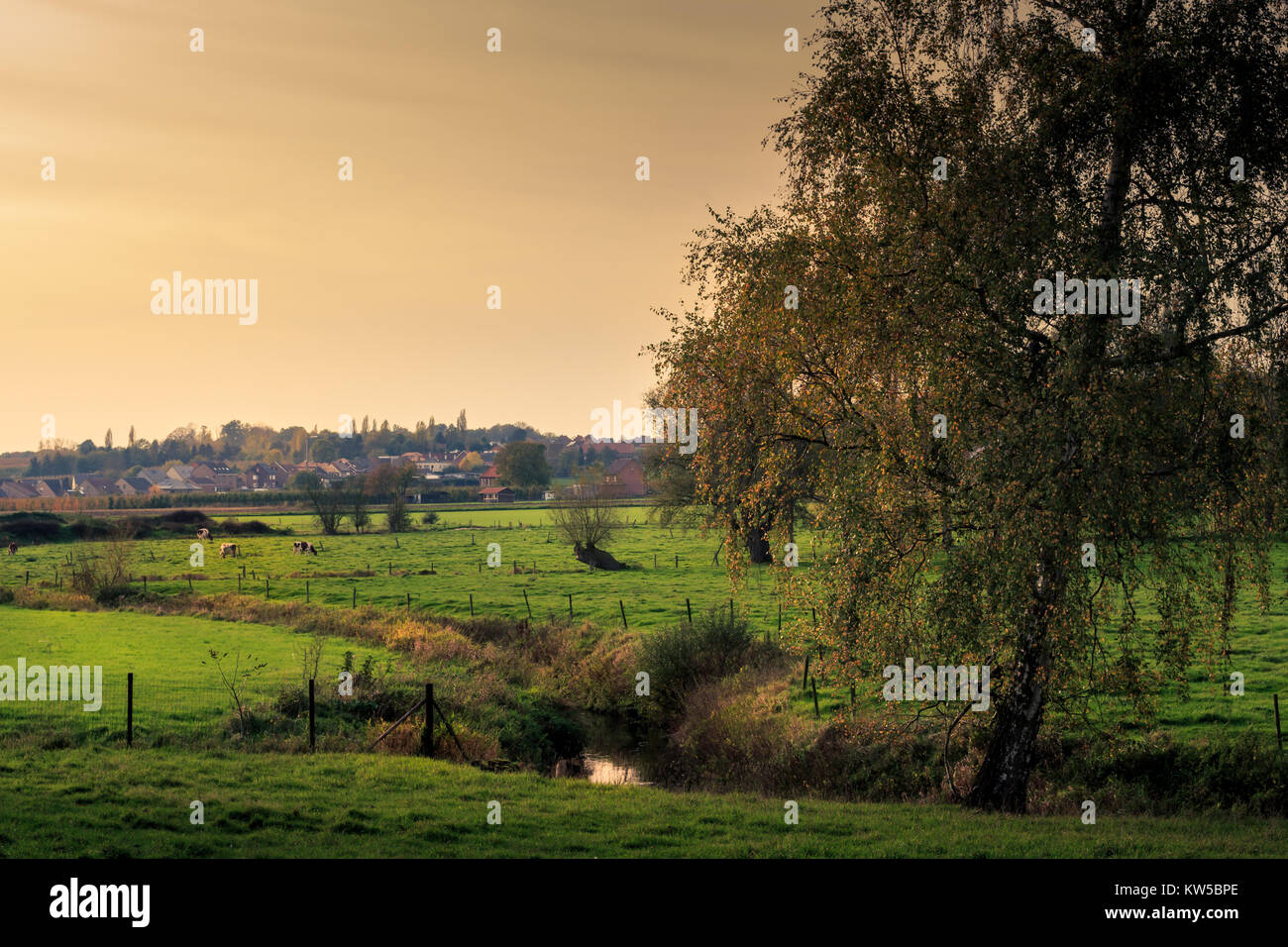 Les prairies avec des vaches, un arbre et une petite rivière (Velpe) à l'automne. Paysage flamand. Kortenaken, Flandre, Belgique, Europe Banque D'Images