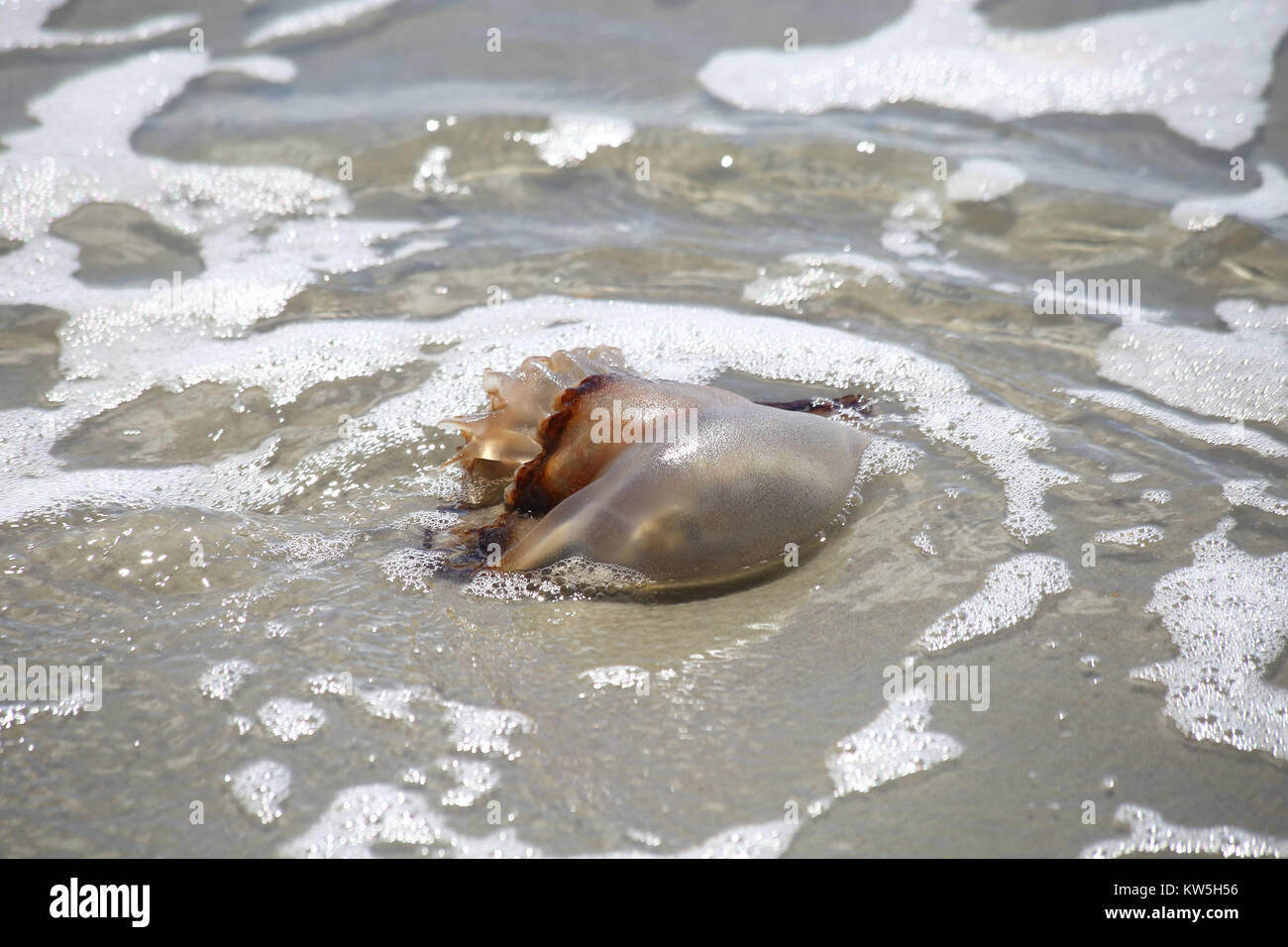 Un boulet de méduse échouée sur une plage de sable. Banque D'Images