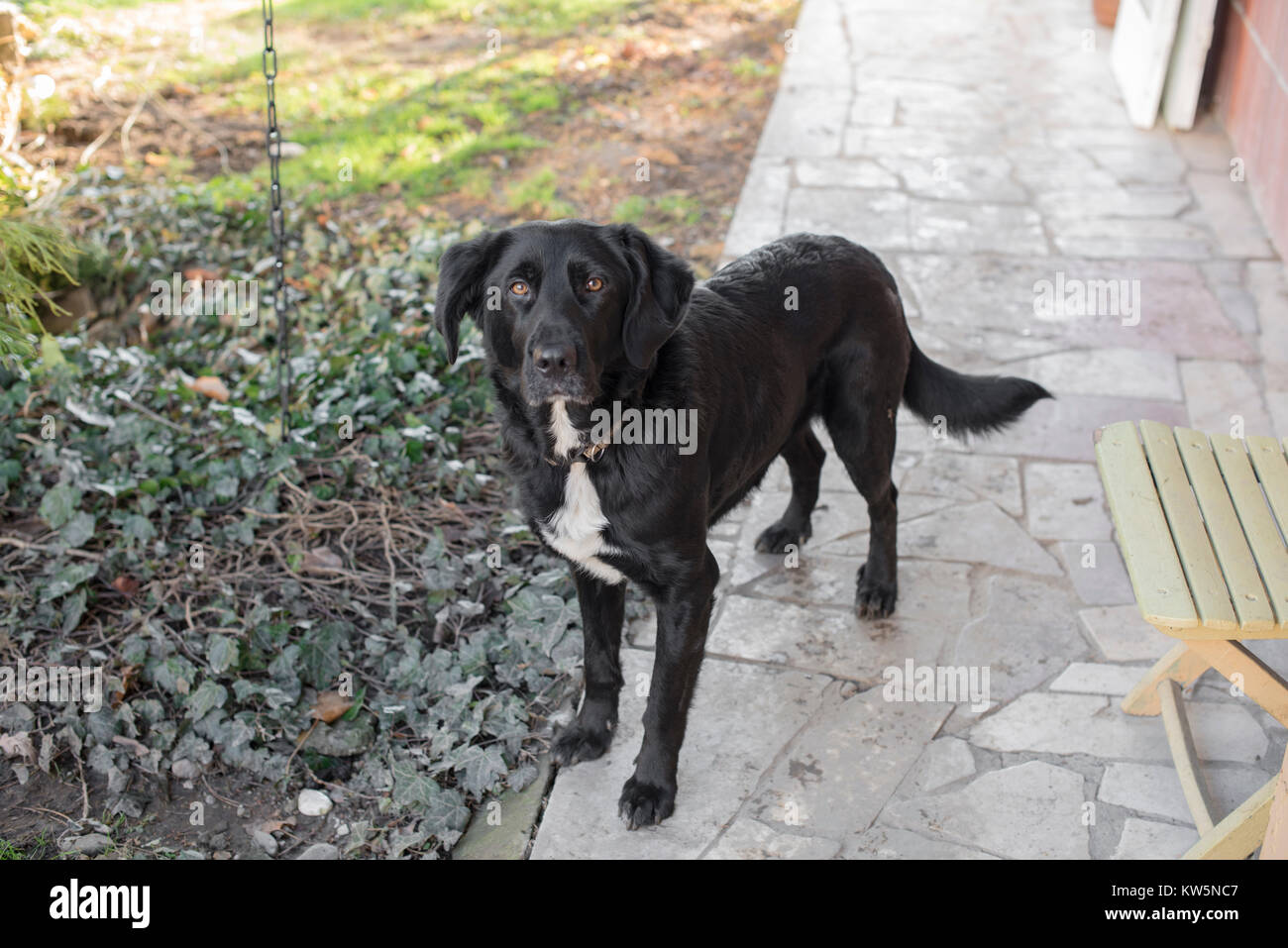 Un tuxedo noir Labrador chien sur un porche jardin briser le quatrième mur Banque D'Images
