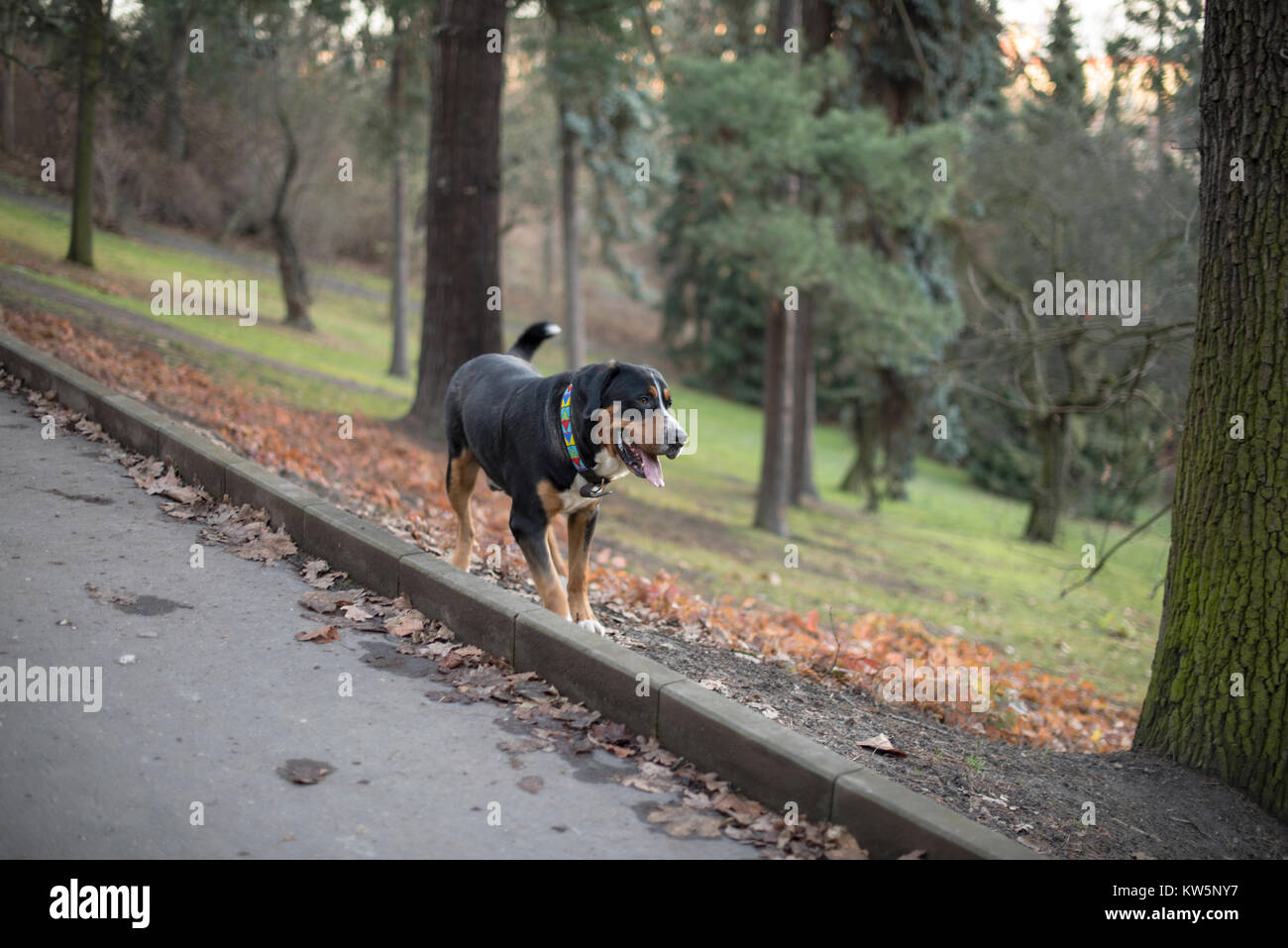 Un chien de Montagne Modhydropoll - Rottweiler croix sur une promenade dans le parc avec divers arbres en arrière-plan et un chemin d'asphalte dans l'avant-plan Banque D'Images