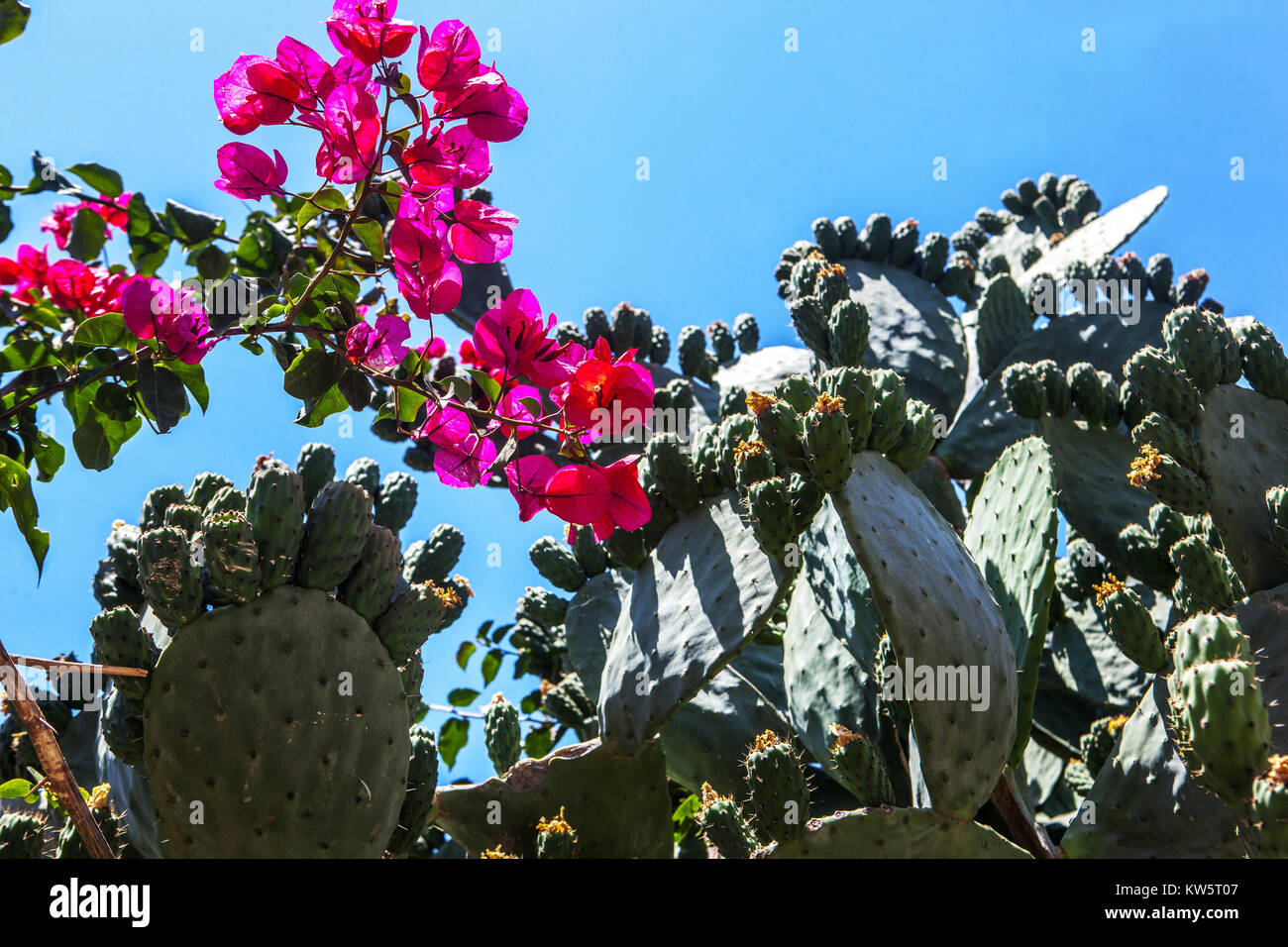 Chania Opuntia Cactus Bougainvillea Crète Grèce fleurs Banque D'Images