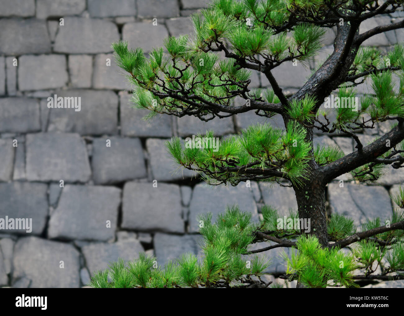 Pin noir japonais tordues, Pinus thunbergii, Niwaki formés branches vertes sur fond de mur de pierre dans un jardin à Osaka, Japon Banque D'Images
