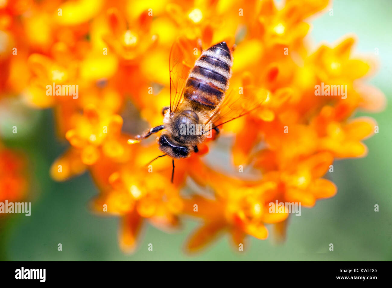 Gros plan Honey Bee sur la fleur Butterfly Weed Plant - Asclepias tuberosa, orange Milkweed Banque D'Images
