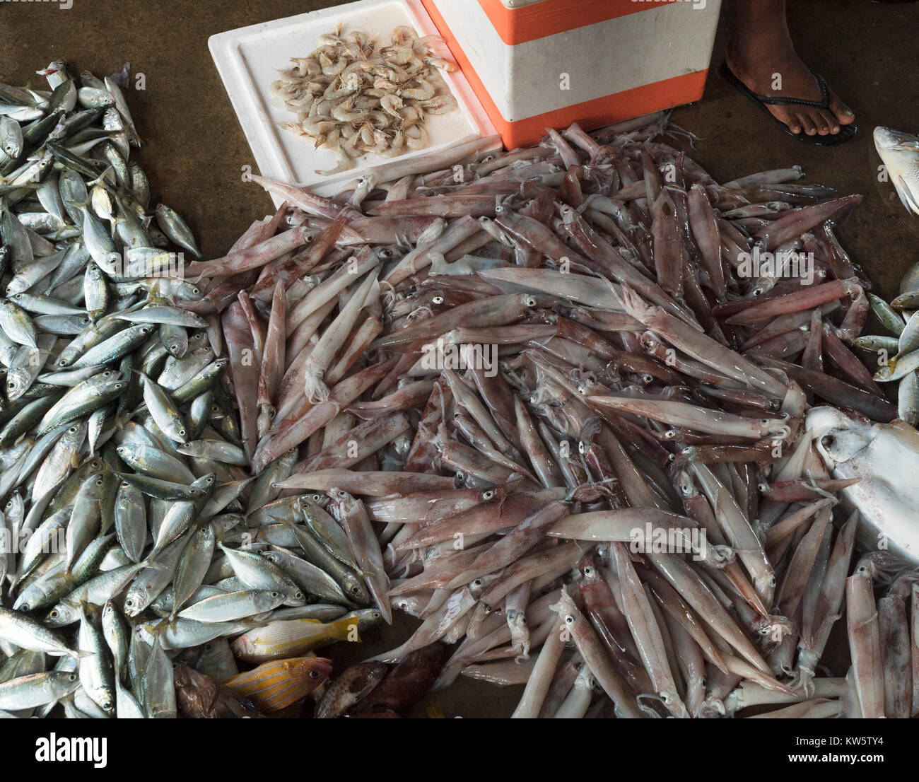 Le calmar en vente au marché aux poissons de Negombo, Sri Lanka Banque D'Images