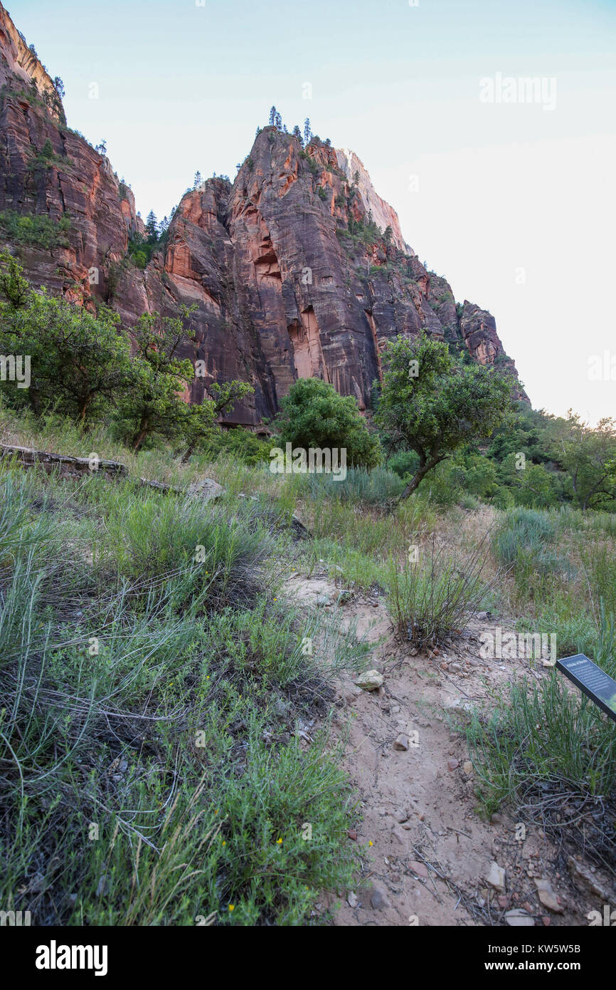 Le long du mur de scène pleurant Sentier de randonnée, le parc national de Zion Banque D'Images