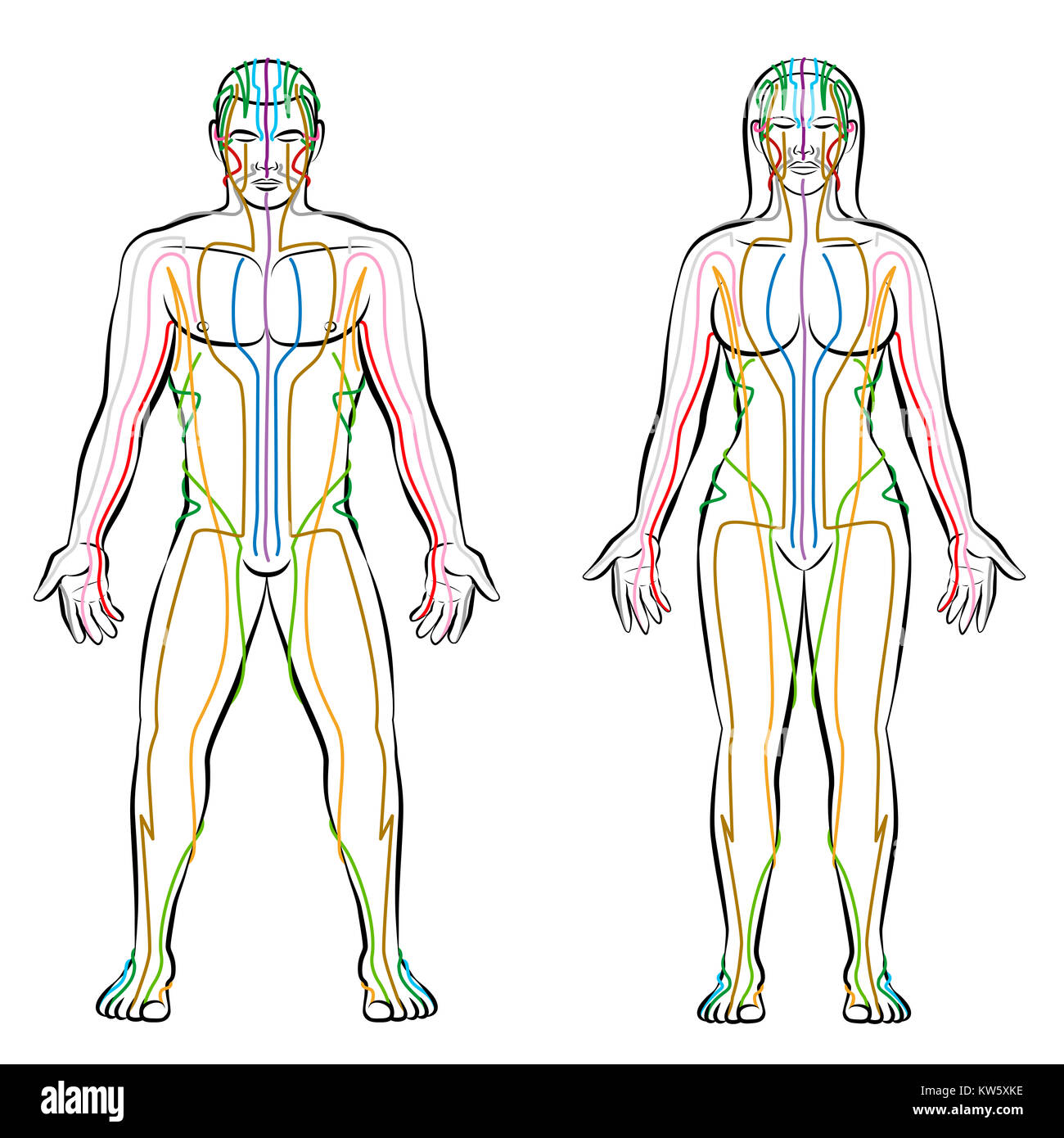 Système méridien - méridiens de couleur de corps masculins et féminins - thérapie alternative traitement mct infographie. Banque D'Images