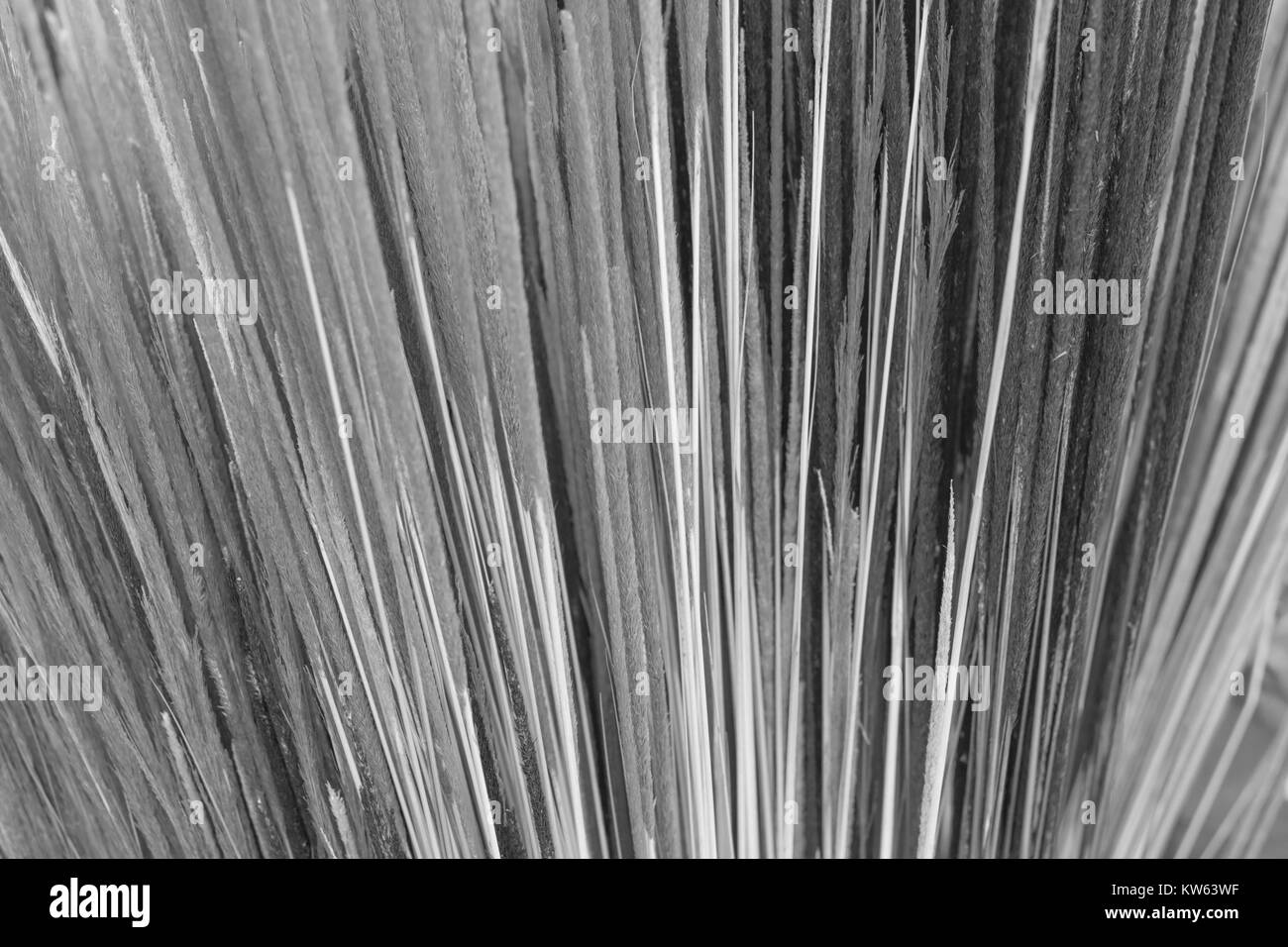 Isolés, close-up de bandes de blé séché, se déploient en éventail, en noir et blanc Banque D'Images