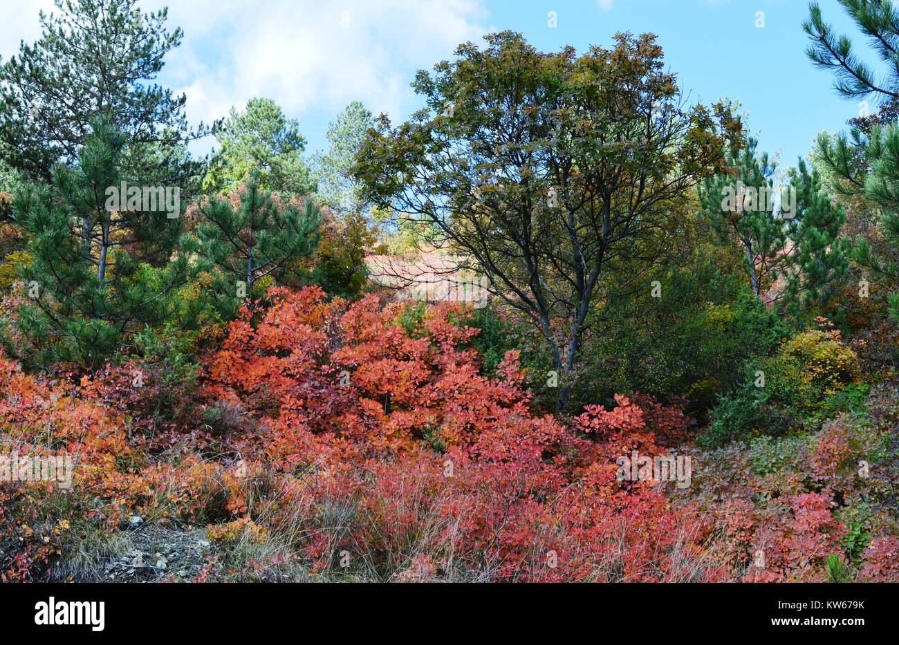 La coloration d'automne dans la forêt Banque D'Images