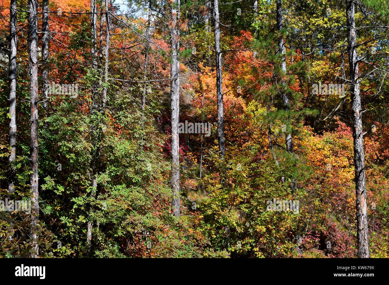 La coloration d'automne dans la forêt Banque D'Images