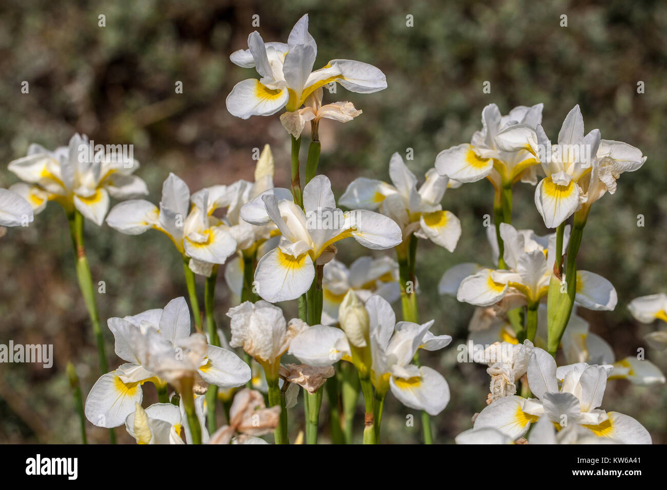 Iris blanc sibirica 'lumière de Paris', magnifique jardin iris blanc, fleurs d'iris sibérien Banque D'Images