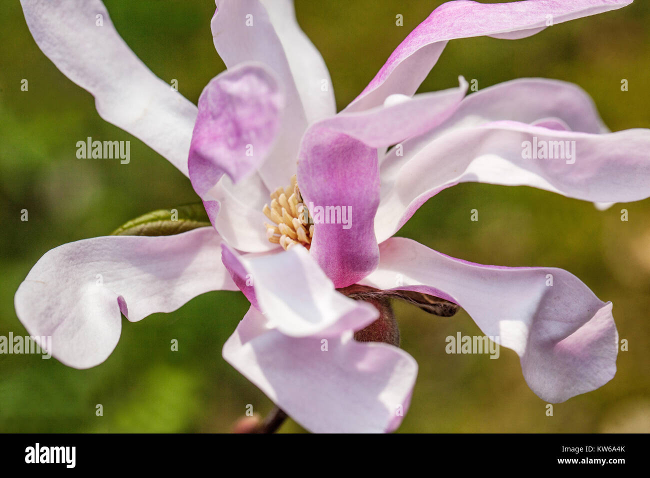Magnolia x loebneri Leonard Messel ' ', Close up flower Banque D'Images
