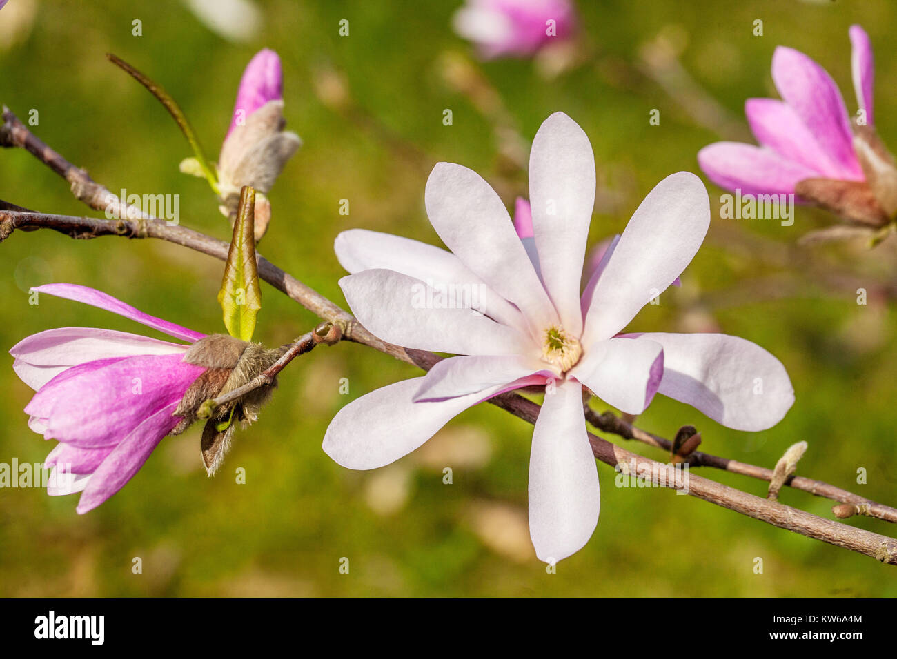 Magnolia x loebneri Leonard Messel, ' ' Fleur bokeh Banque D'Images