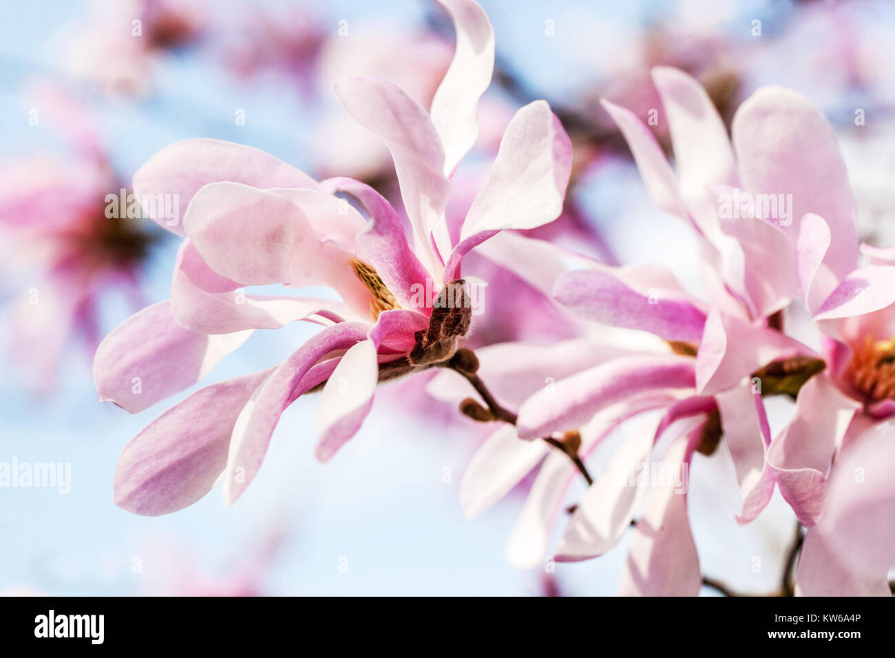 Magnolia x loebneri Leonard Messel ' ' Banque D'Images