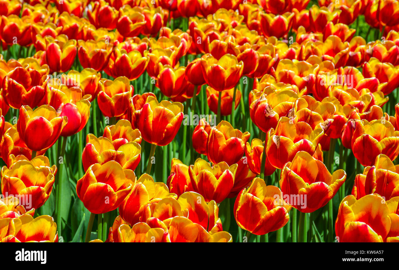 Bicolor Jaune et Rouge Tulipes sur le Festival des tulipes à Ottawa, 2017 Banque D'Images