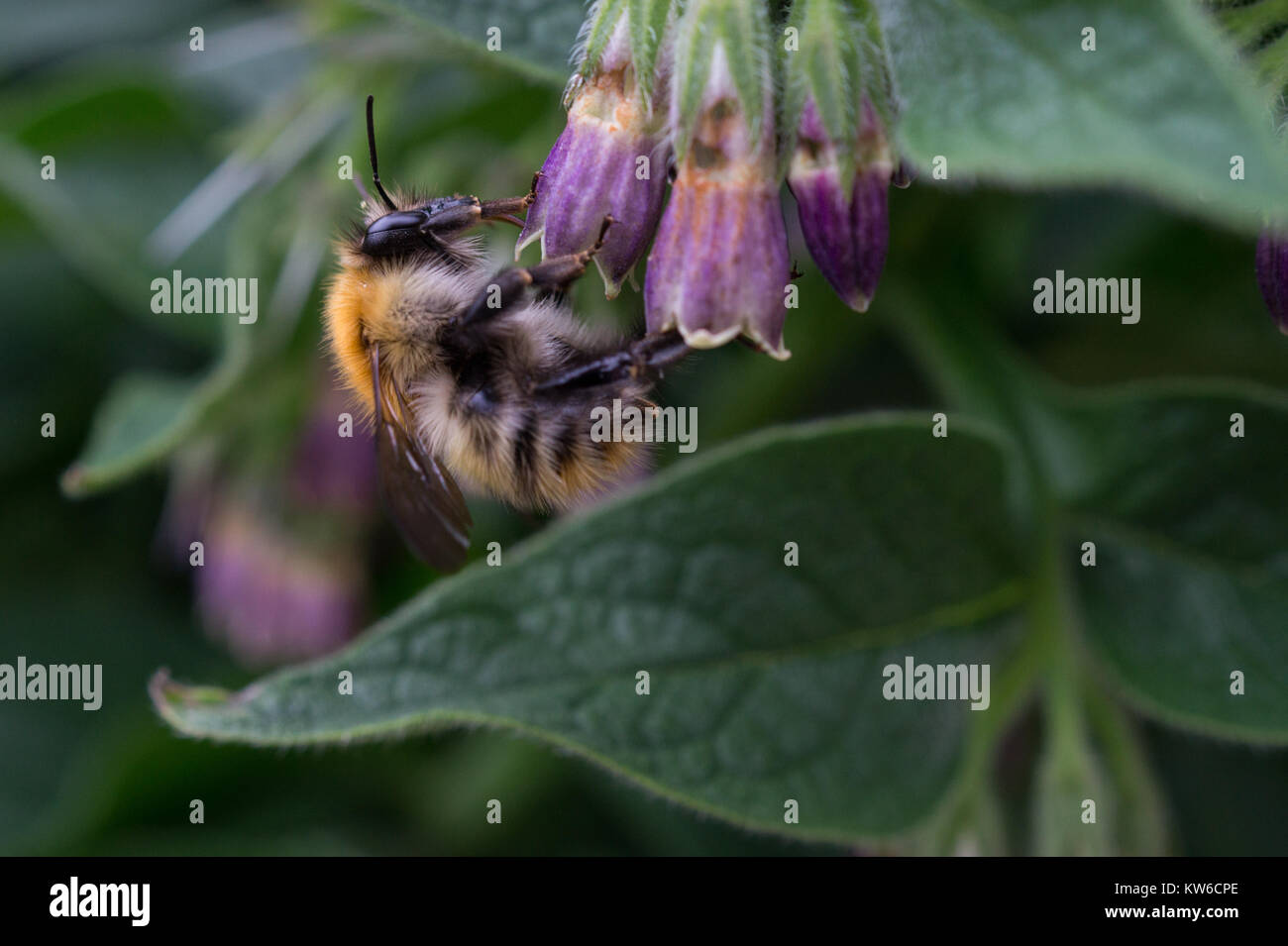 Une abeille sur une fleur de consoude Banque D'Images