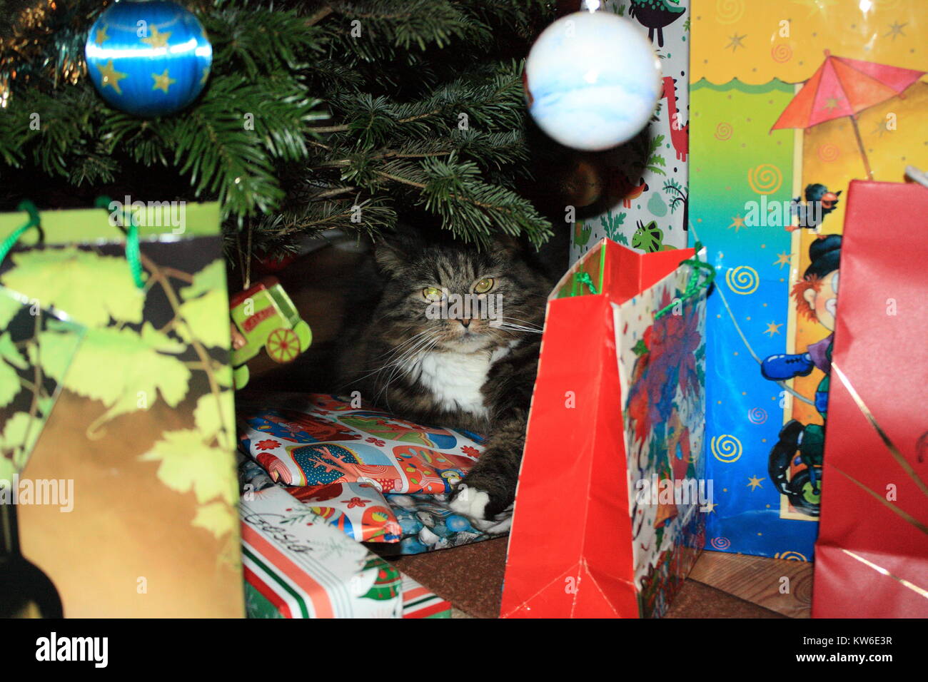 Chat Le Plus Mignon Banque D Image Et Photos Alamy