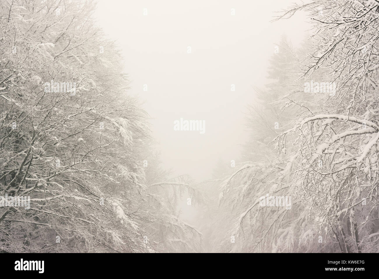 Gelé et paysage de neige en hiver sur un jour brumeux et Moody, Vosges, France. Banque D'Images