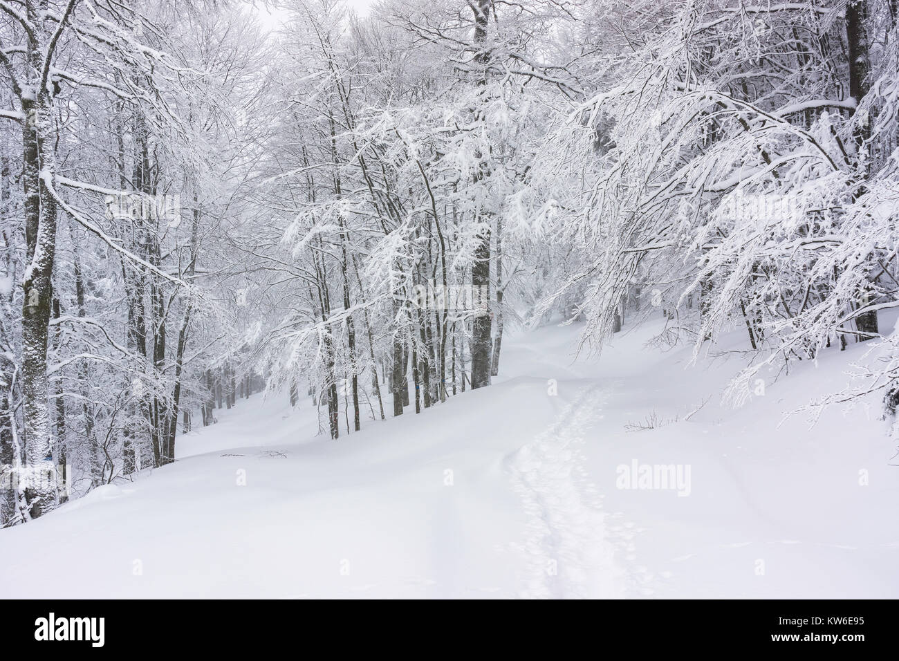 Paysage d'hiver sentier de randonnée : recouvert de neige dans une forêt enneigée dans les Vosges, France. Banque D'Images