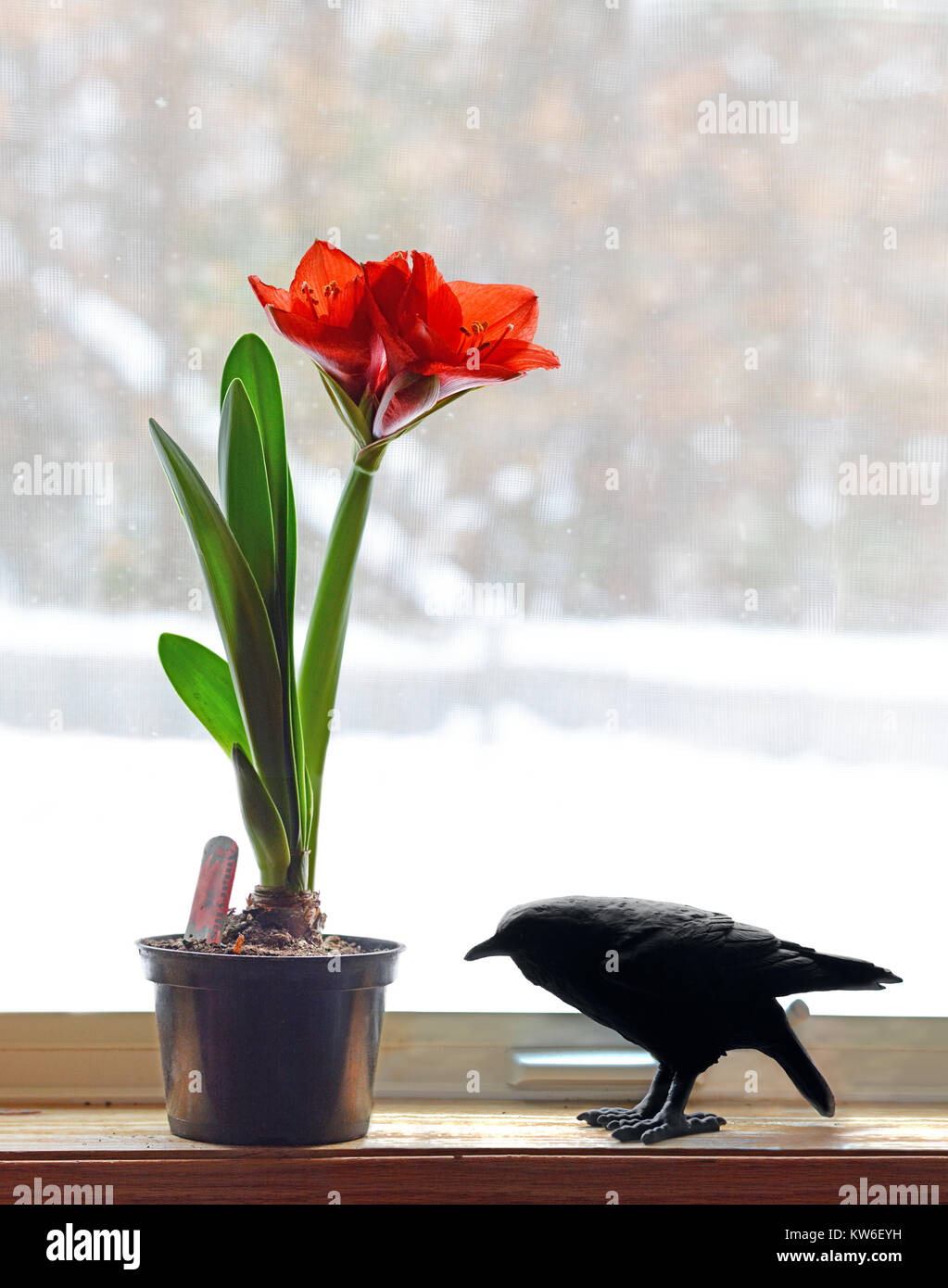 Une grande fleur amaryllis rouge devant un fond de neige. Banque D'Images