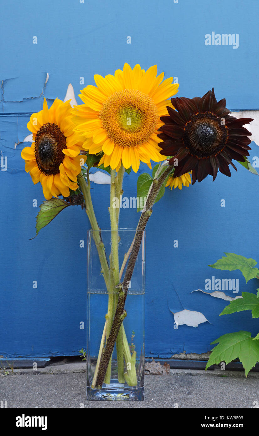 Trois tournesols sur fond d'un bleu lumineux de la peinture. Banque D'Images