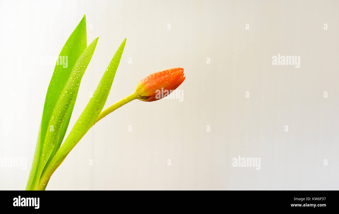 Photographie artistique simple, d'une orange tulip posés gracieusement contre un contexte moderne. Banque D'Images