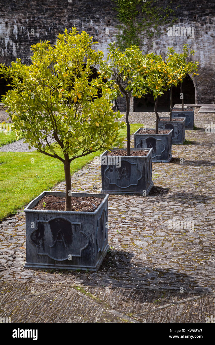 Une rangée d'arbres portant des fruits orange à maturité dans des contenants carrés leadwork Banque D'Images