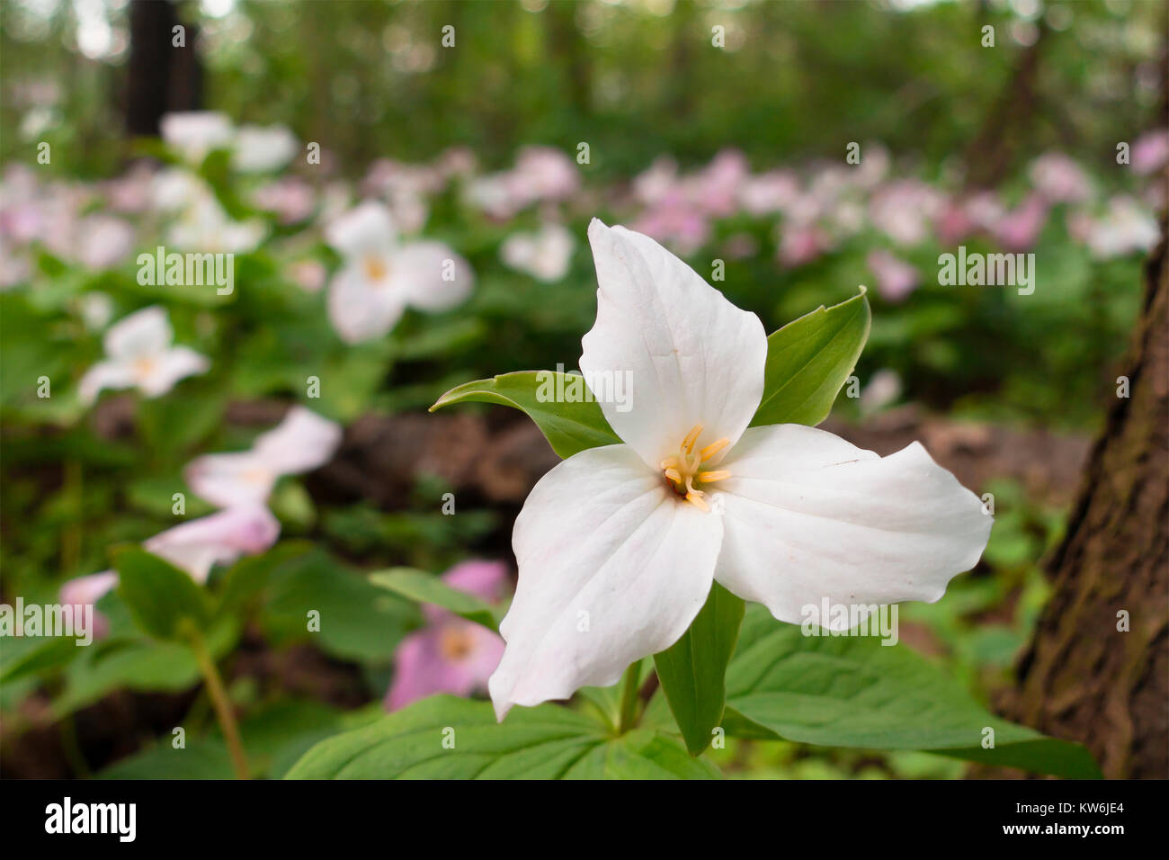 Trillium grandiflorum isolé parmi beaucoup d'autres fleurs de trilles dans une forêt pendant la floraison printanière. Oakville, Ontario, Canada. Banque D'Images