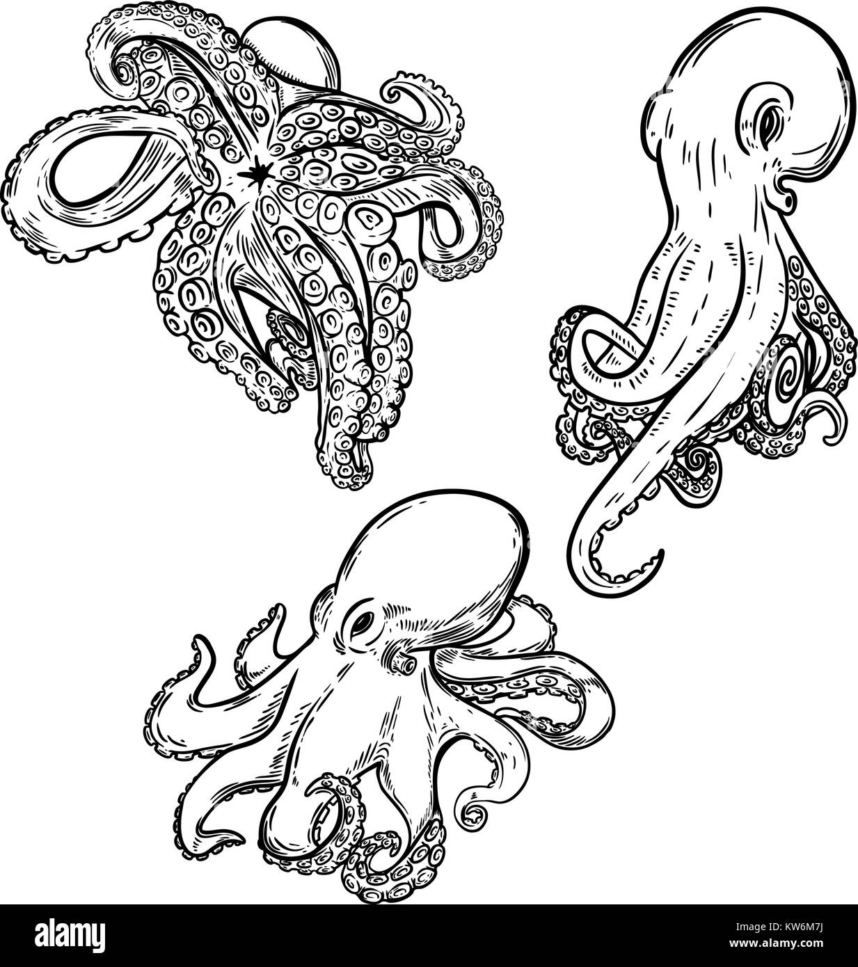 Ensemble d'octopus illustration isolé sur fond blanc. L'élément de conception de menu, affiche, emblème, flyer. Vector illustration Illustration de Vecteur