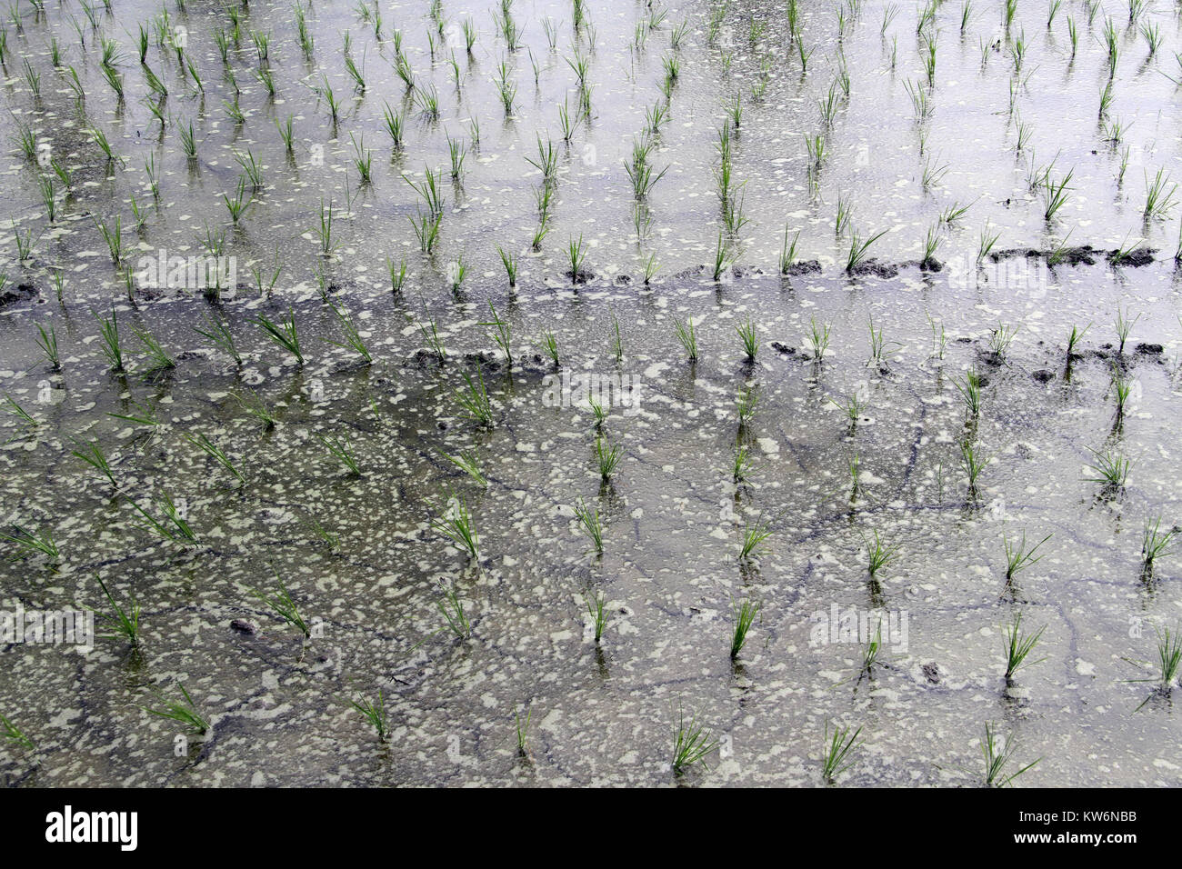 La mousse sur l'eau avec des rangées de plants de riz Banque D'Images