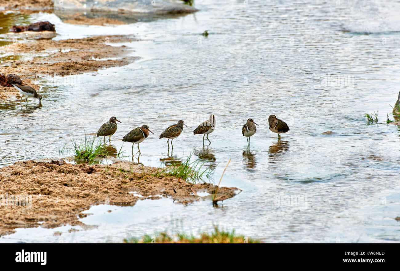 Jack snipe, Lymnocryptes minimus, Serengeti National Park, Tanzania, Africa Banque D'Images