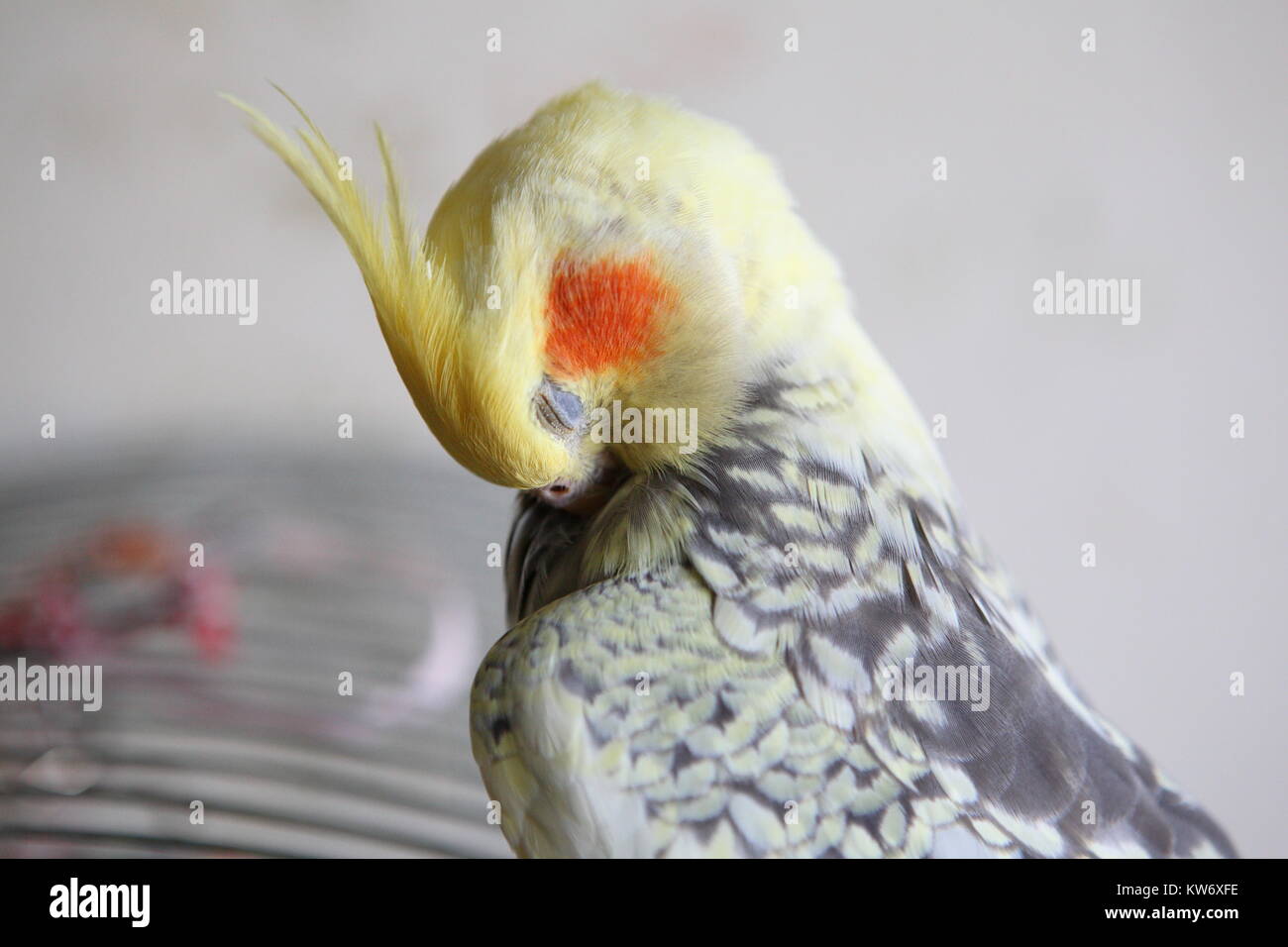 Nymphicus hollandicus Cockatiel - nettoie les plumes close-up Banque D'Images