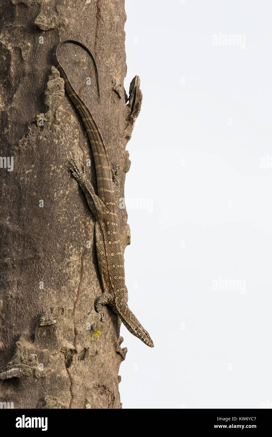L'Afrique de l'ouest varan du Nil Varanus stellatus escalade un arbre en Gambie Banque D'Images