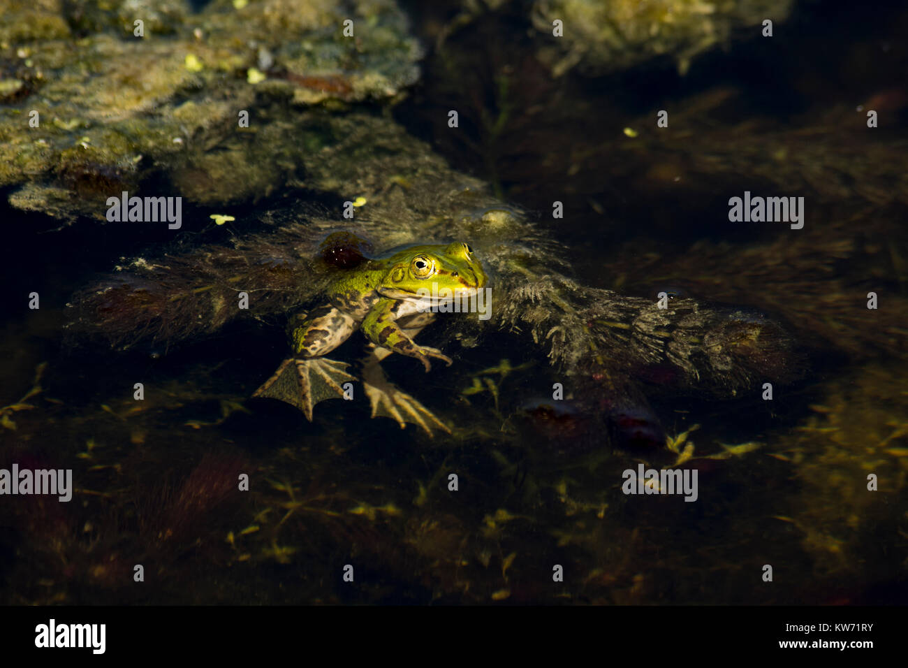 Grenouille comestible dans Rietzer Voir (Lac Rietz) qui est une réserve naturelle près de la ville de Brandebourg dans le nord-est de l'Allemagne avec deux lacs peu profonds et des lots Banque D'Images